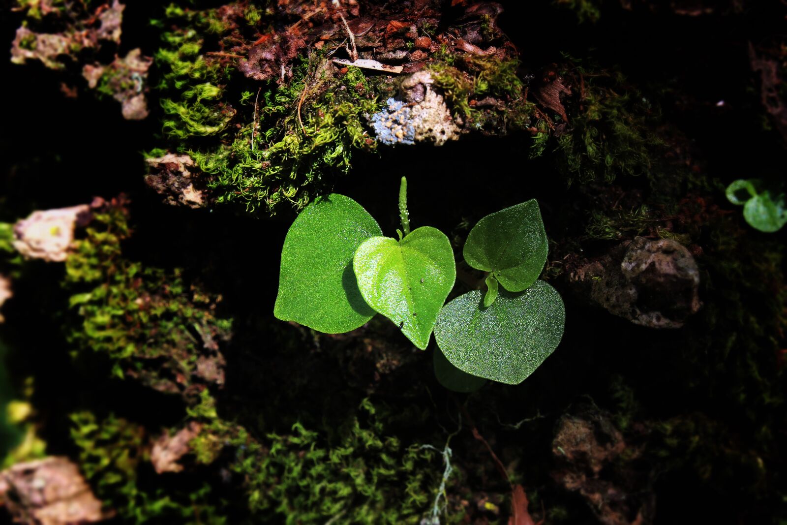Canon EOS 600D (Rebel EOS T3i / EOS Kiss X5) sample photo. Forest, green, leaf, macro photography