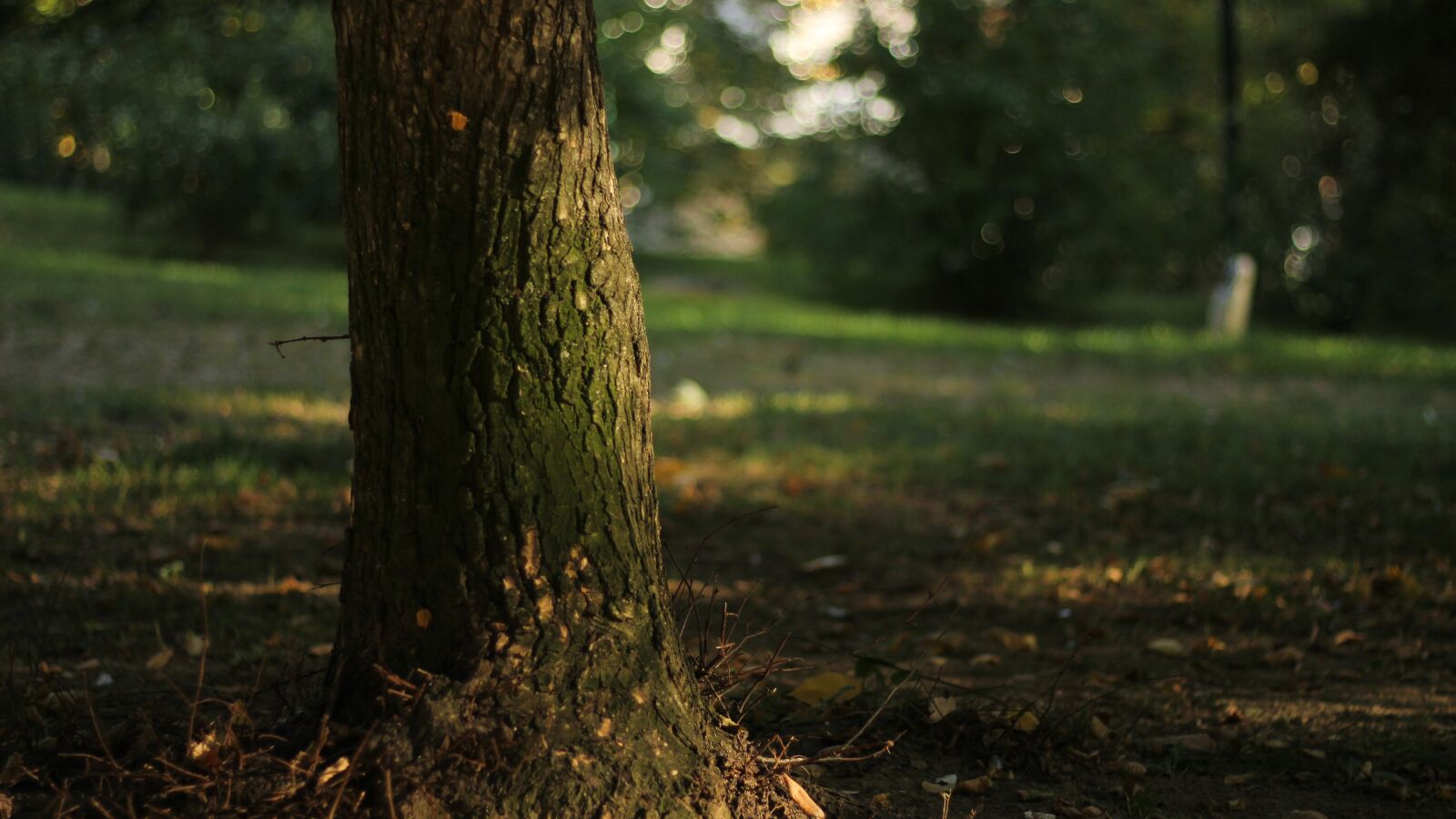 Canon EOS 600D (Rebel EOS T3i / EOS Kiss X5) + Canon EF 50mm F1.8 STM sample photo. Tree, green, forest photography