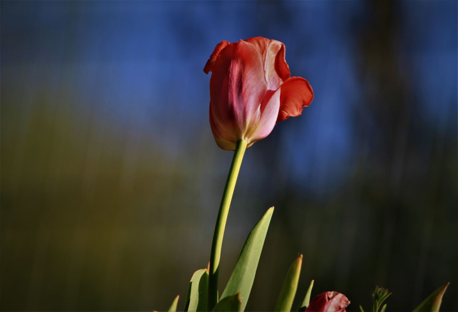 Tamron SP 150-600mm F5-6.3 Di VC USD sample photo. Tulip, flowers, spring photography