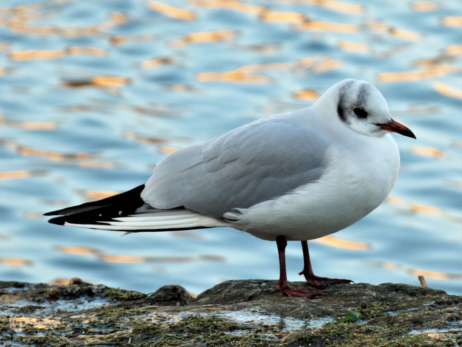 Panasonic DMC-FZ72 sample photo. Bird, aquatic, black-headed gull photography