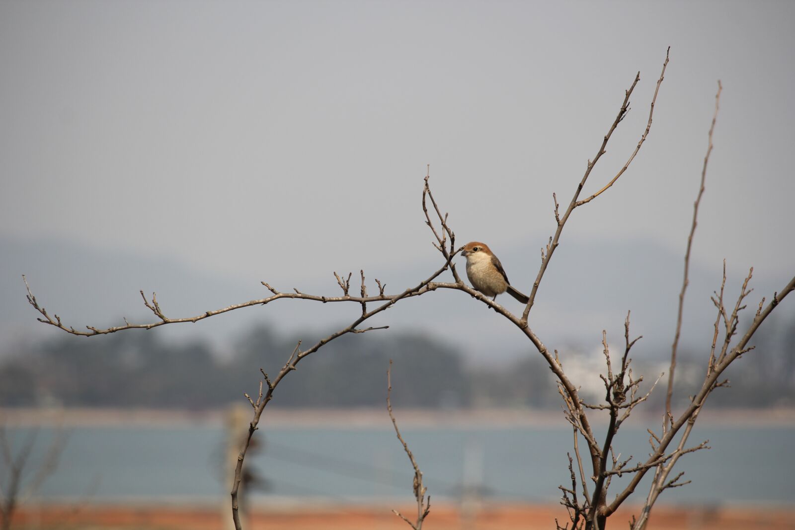 Canon EOS 550D (EOS Rebel T2i / EOS Kiss X4) sample photo. Until the value, a photography