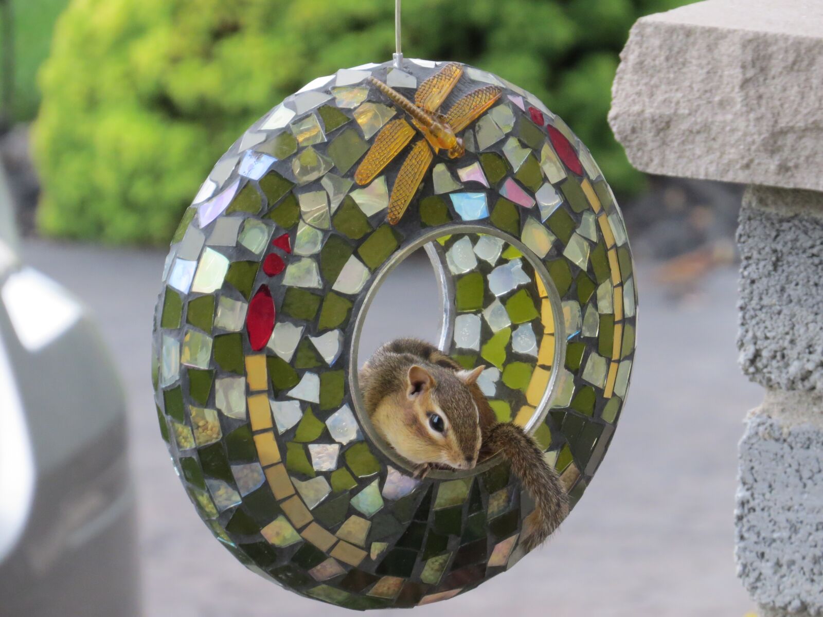 Canon PowerShot SX50 HS sample photo. Squirrel, cute, animal photography