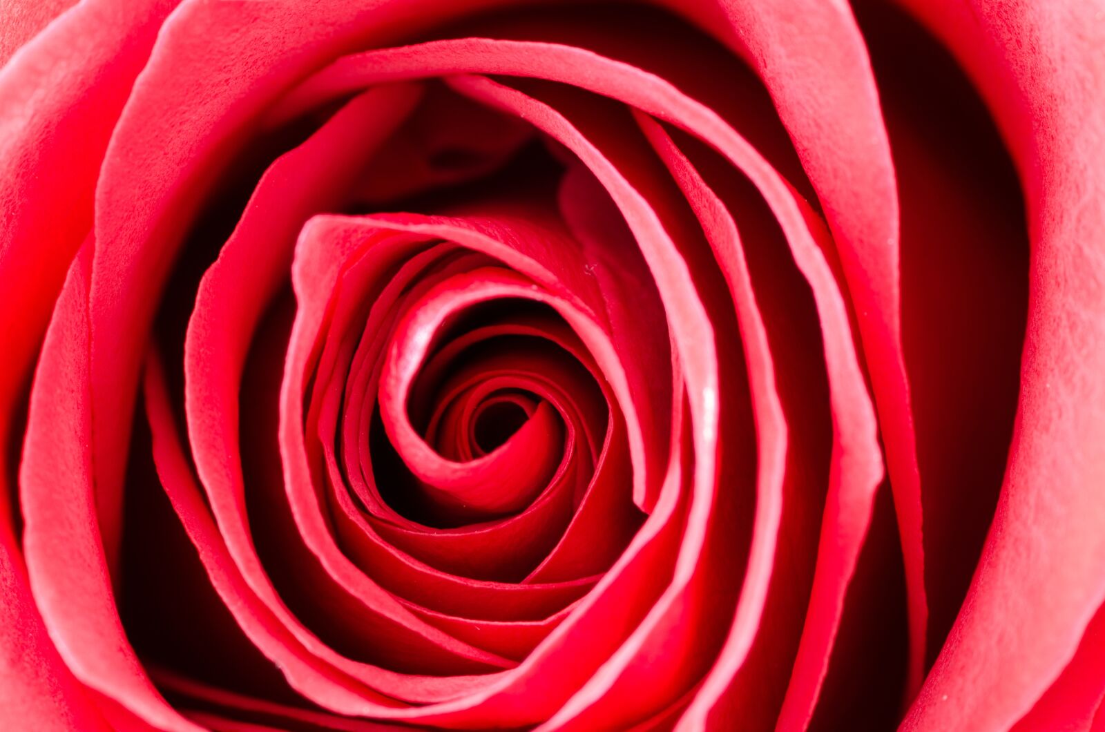 Nikon D5100 sample photo. Flower, rose, macro photography