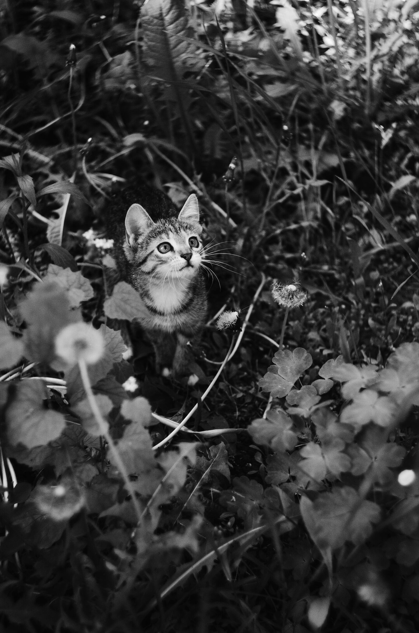 Nikon D7000 sample photo. Nature, cat, animal photography