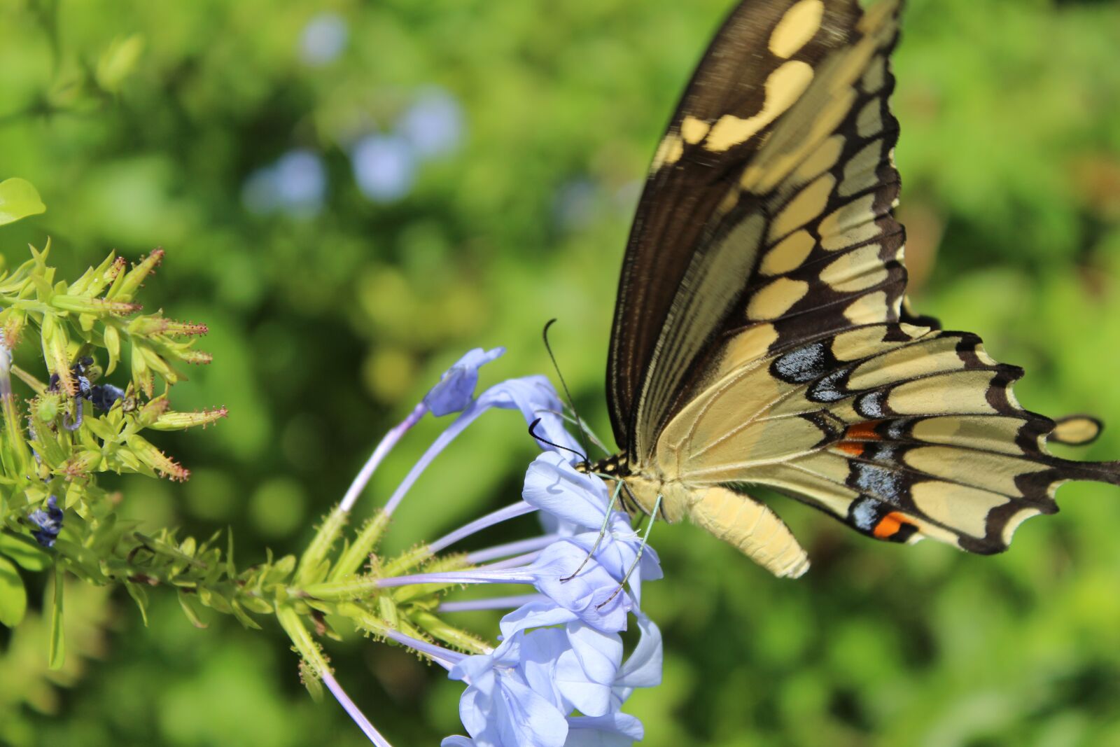 Canon EOS 1300D (EOS Rebel T6 / EOS Kiss X80) sample photo. Butterfly, dahlia, tiger swallow photography
