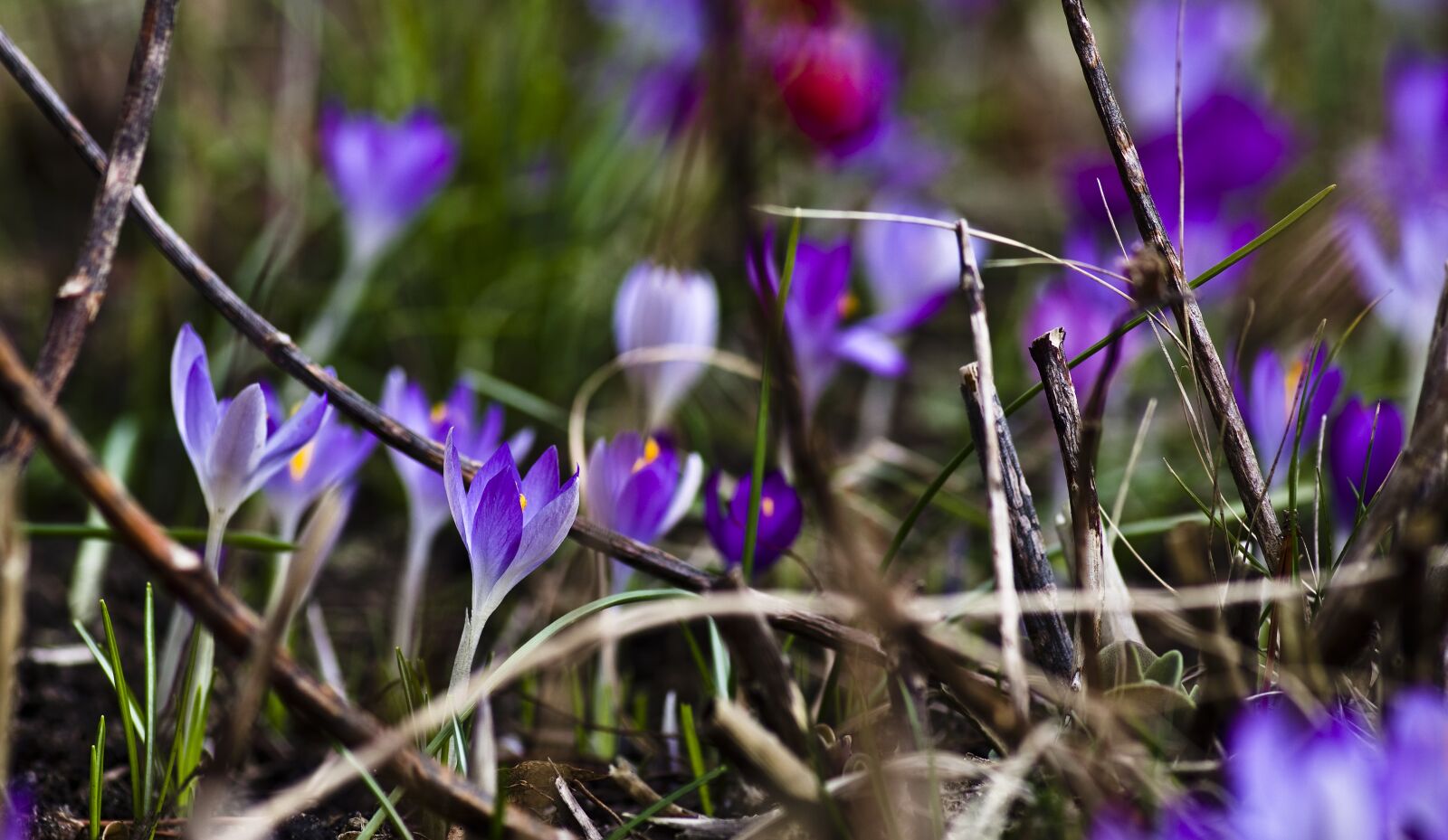 Pentax K-30 sample photo. Crocus, purple, spring photography