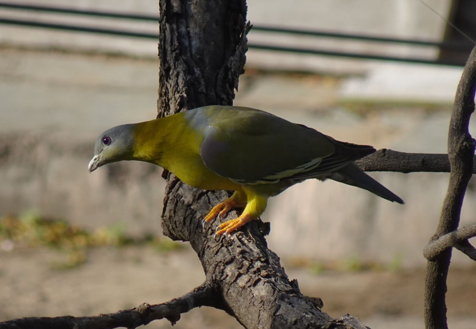 Sony DSC-WX800 sample photo. Bird, pigeon, yfgp photography