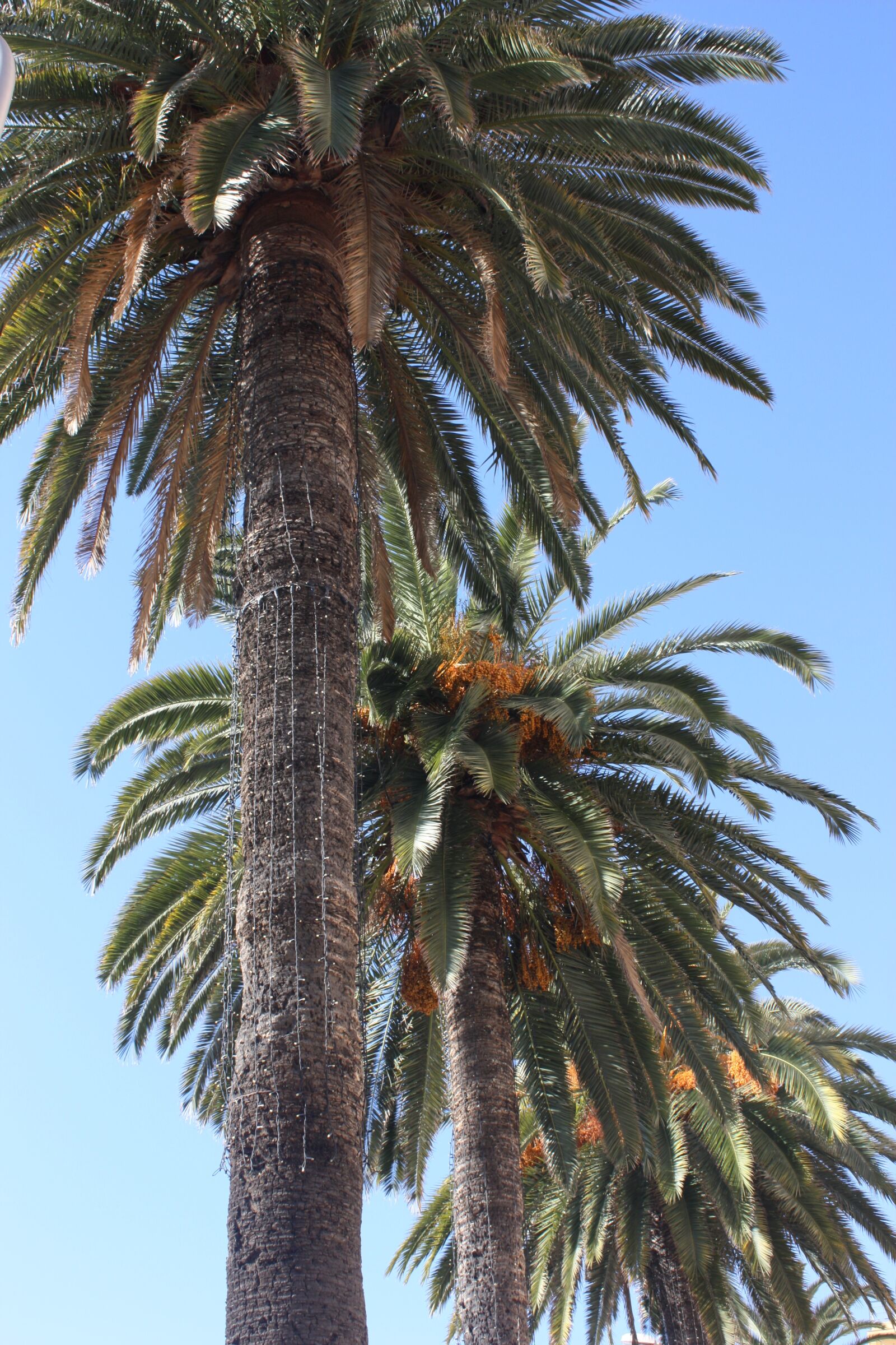 Canon EOS 450D (EOS Rebel XSi / EOS Kiss X2) sample photo. Palm, tree, leaves photography