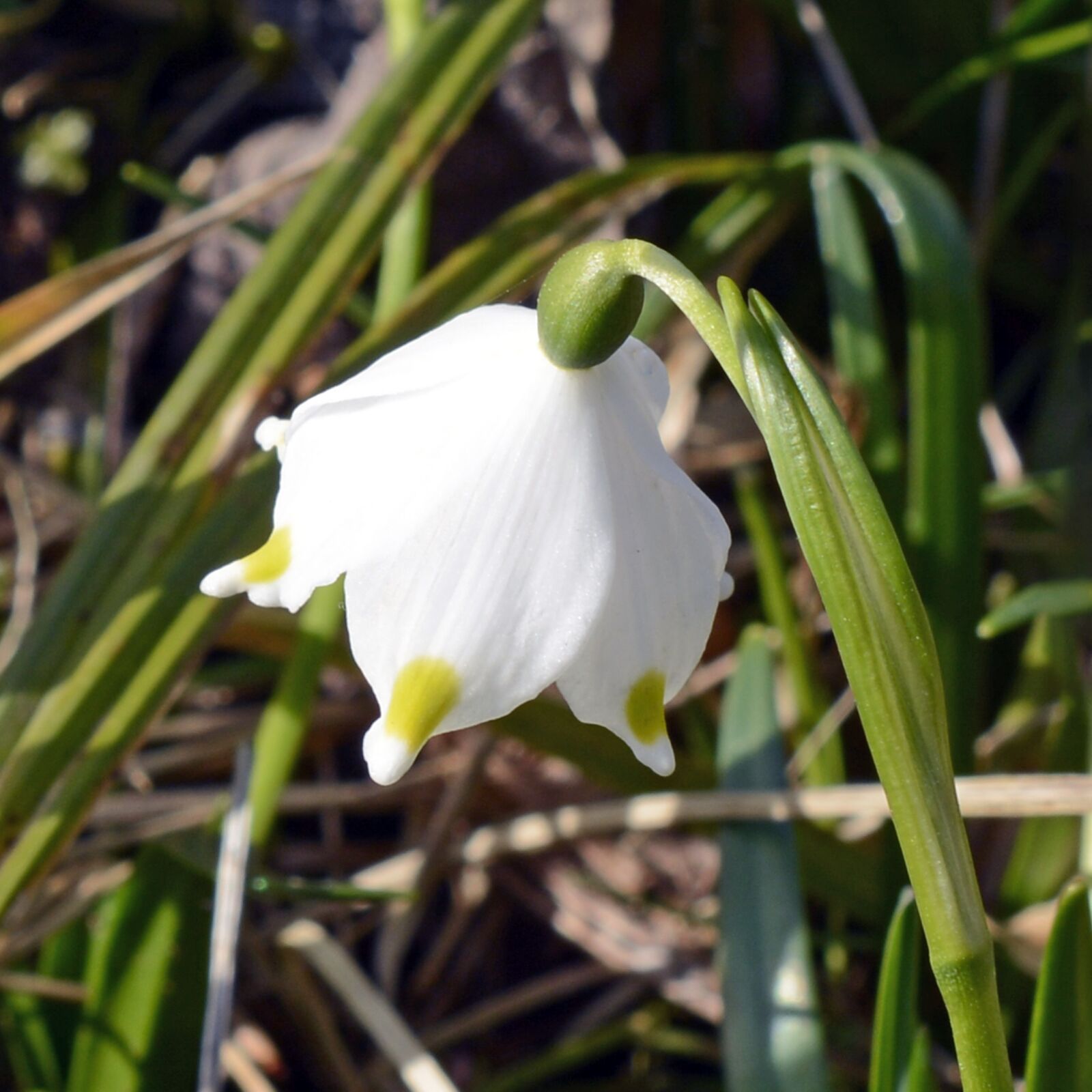 Nikon D7100 sample photo. Snowflake, lily of the photography