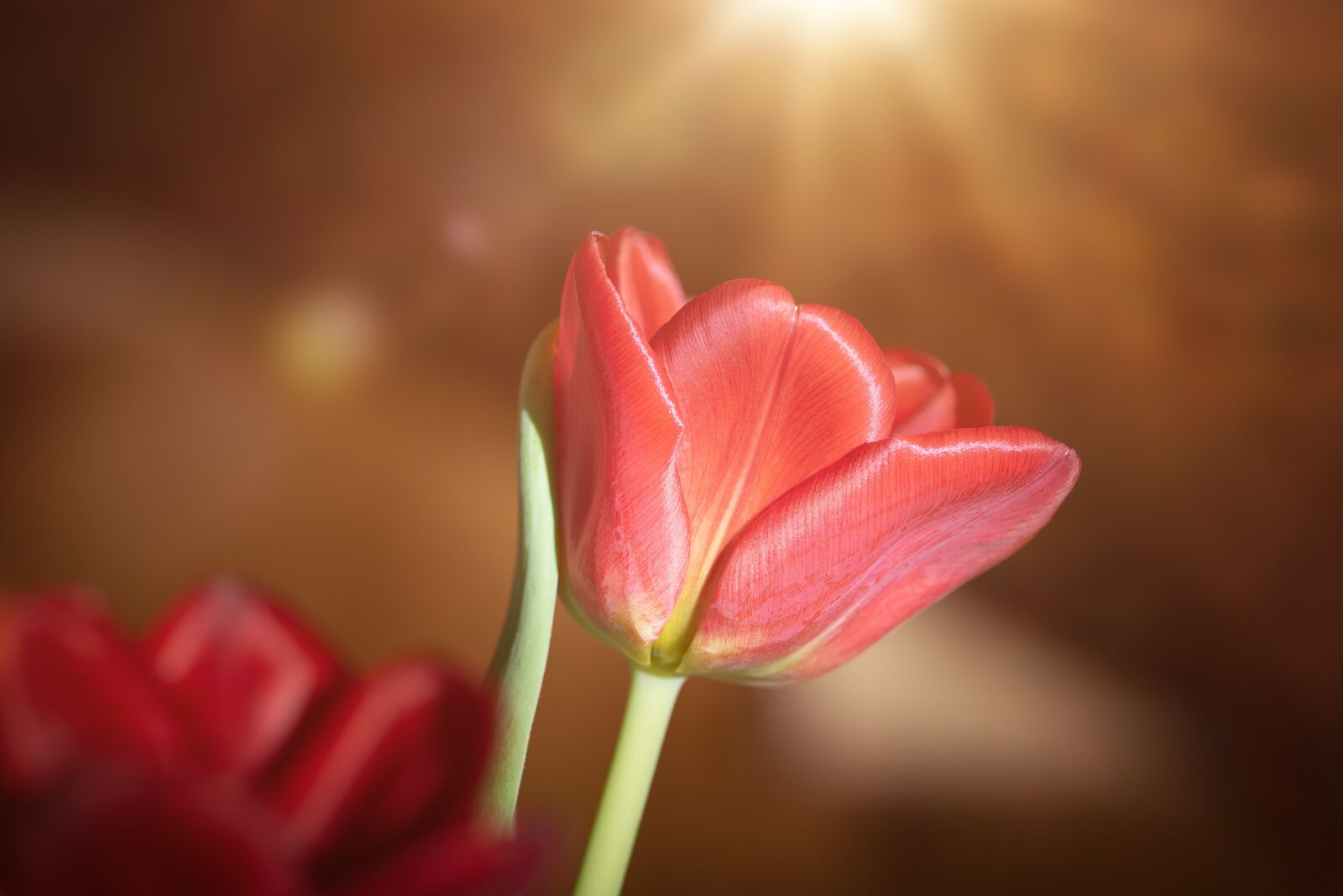 Nikon D750 sample photo. Tulip, red, flower photography