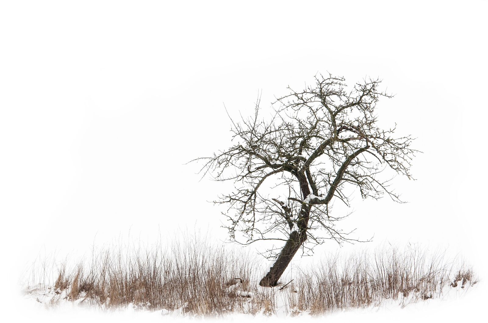 Nikon D300S sample photo. Tree, meadow, winter photography