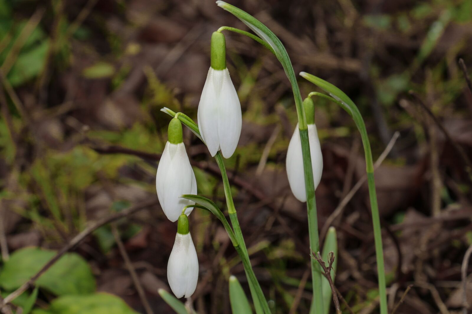 Canon EOS 700D (EOS Rebel T5i / EOS Kiss X7i) sample photo. Nature, snowdrop, plant photography