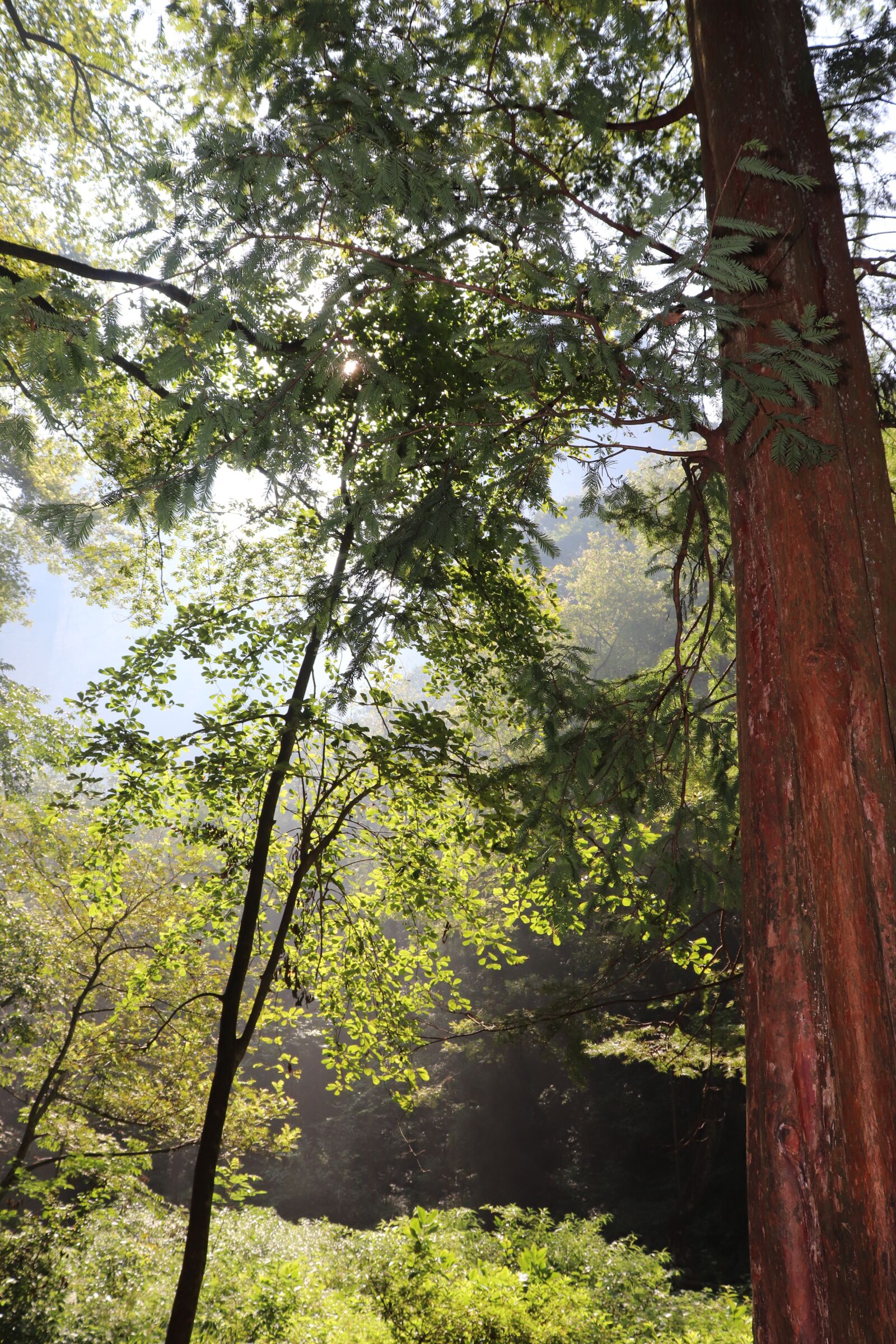 Canon EF-S 18-55mm F4-5.6 IS STM sample photo. Landscape, trees, zhangjiajie photography