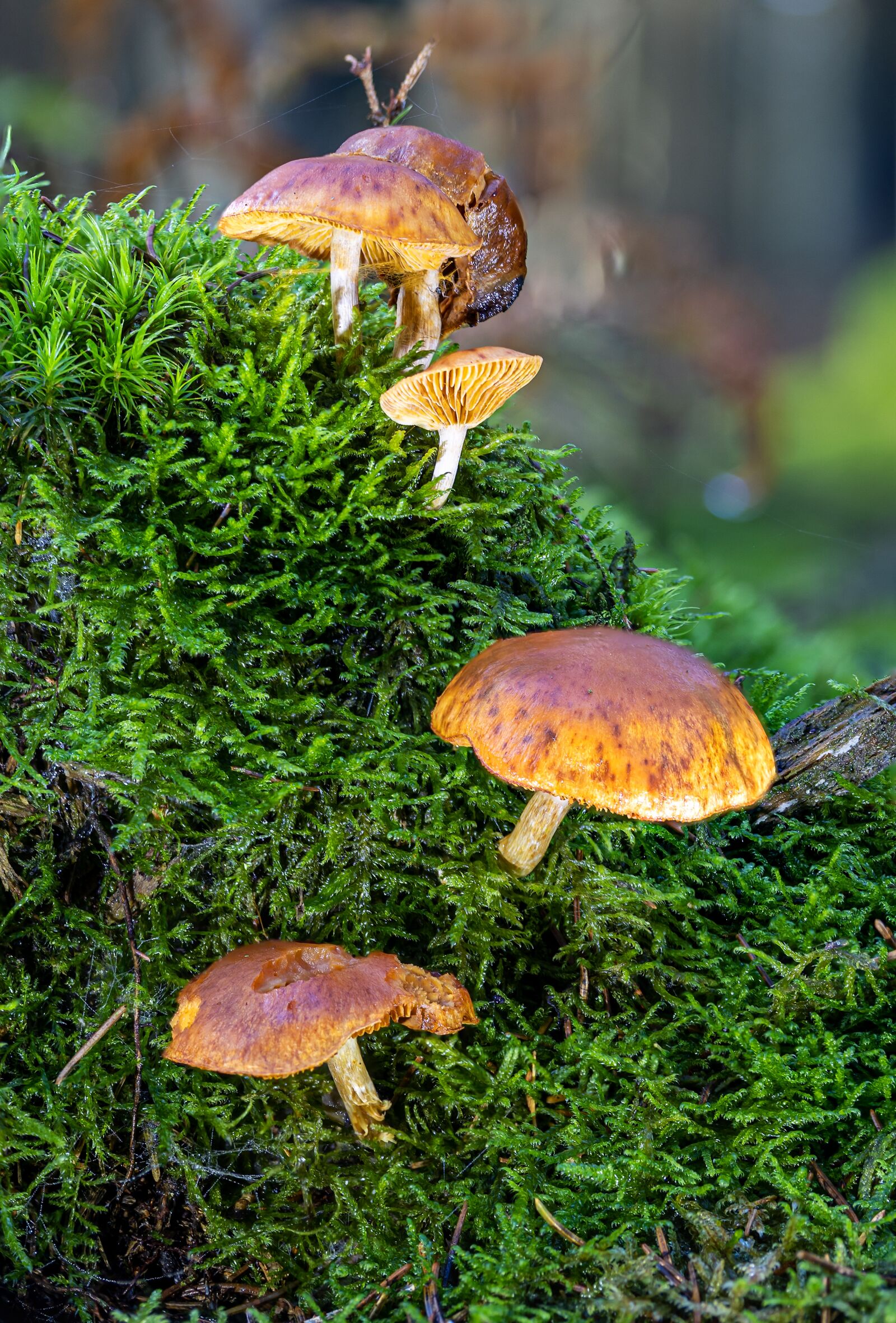 Canon EF-S 60mm F2.8 Macro USM sample photo. Mushrooms, sponge, small mushroom photography
