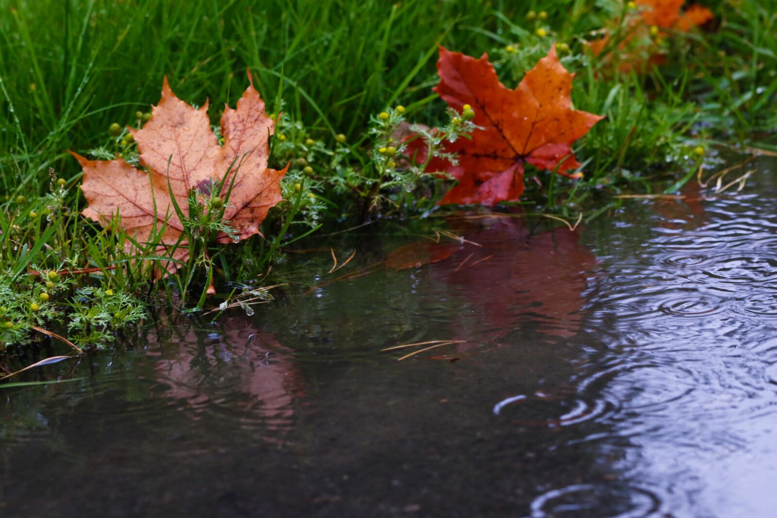 Canon EOS 7D Mark II sample photo. Leaf, puddle, reflection photography