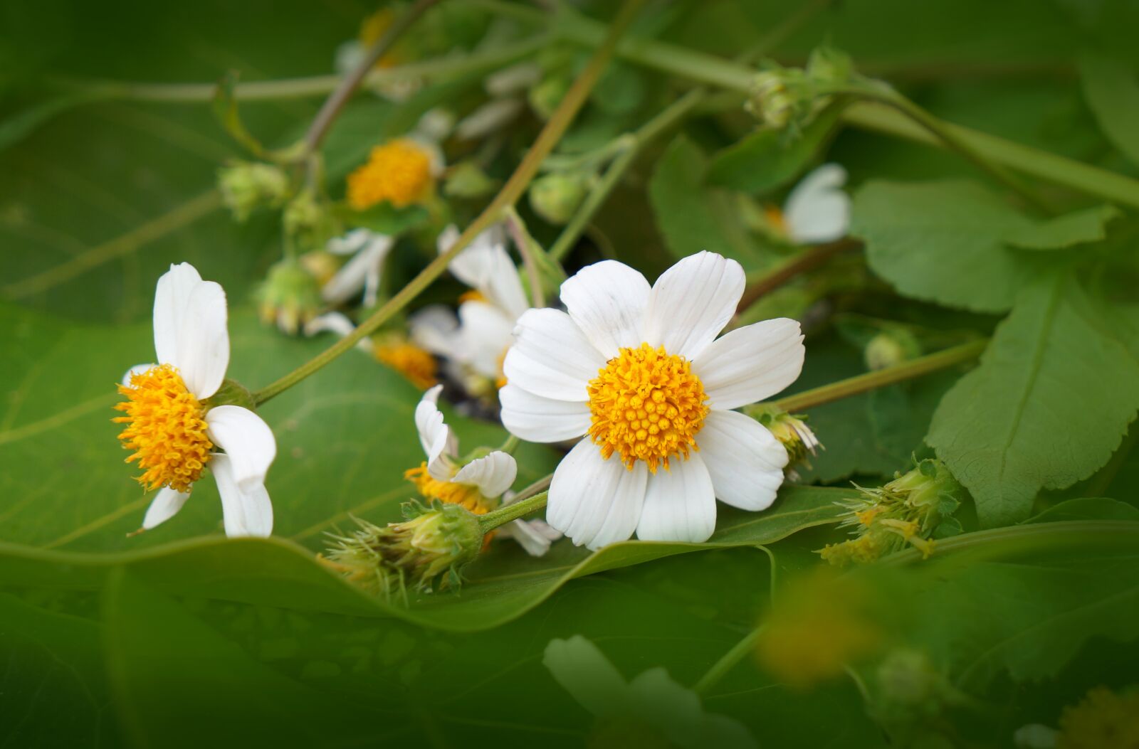 Sony Alpha NEX-F3 + Sony E 18-55mm F3.5-5.6 OSS sample photo. Natural, wildflowers, white flowers photography