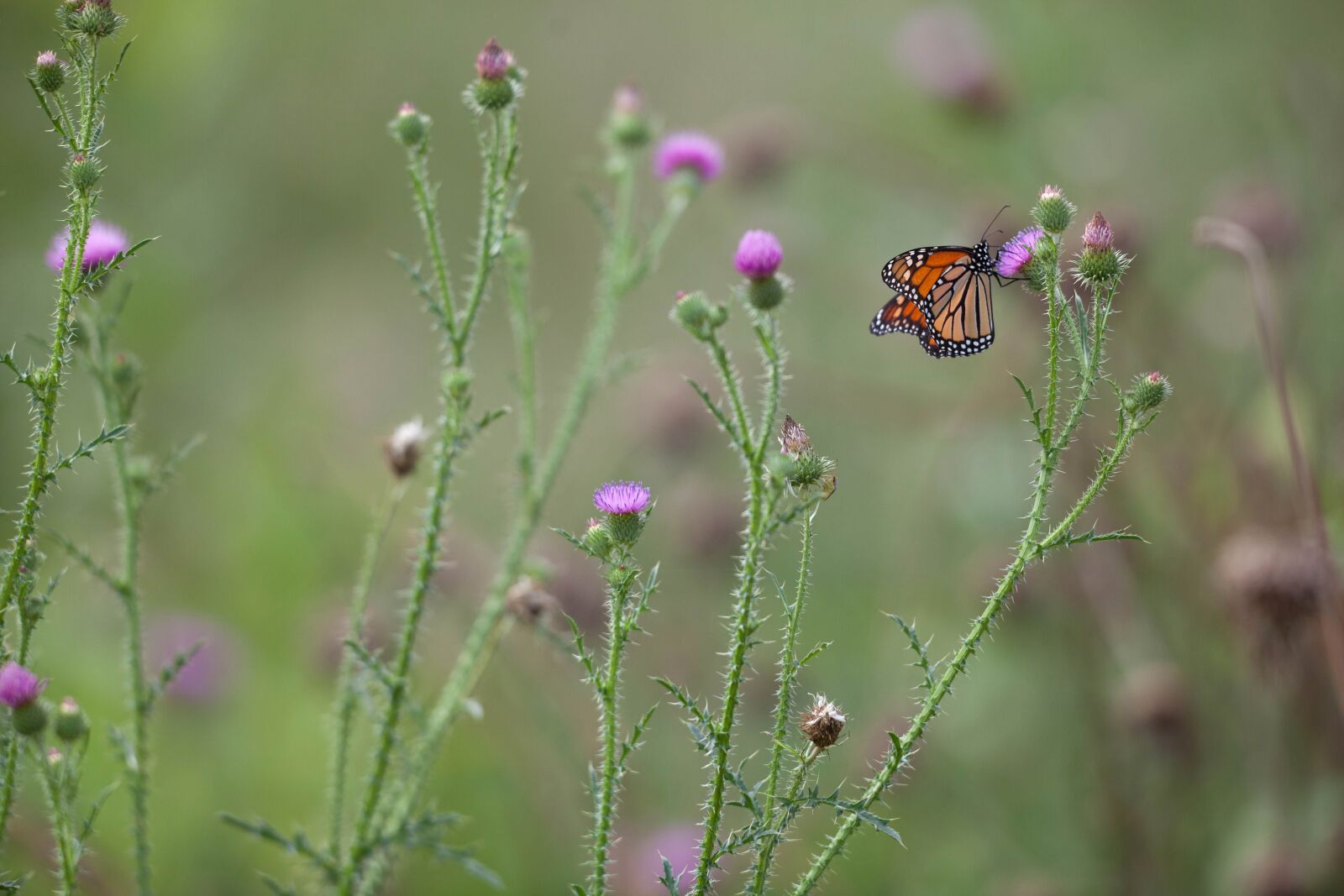 Canon EOS 5D Mark II sample photo. Pollinator, monarch butterfly, insect photography