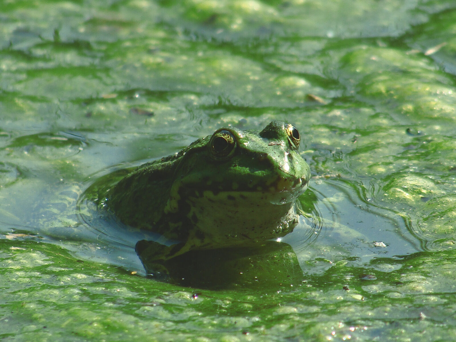 Sony Cyber-shot DSC-H10 sample photo. Frog, on, body, of photography