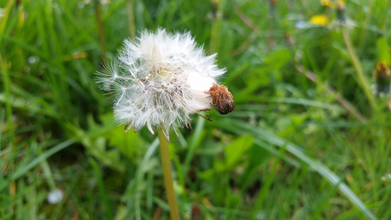 Samsung Galaxy S5 sample photo. Dandelion, nature photography