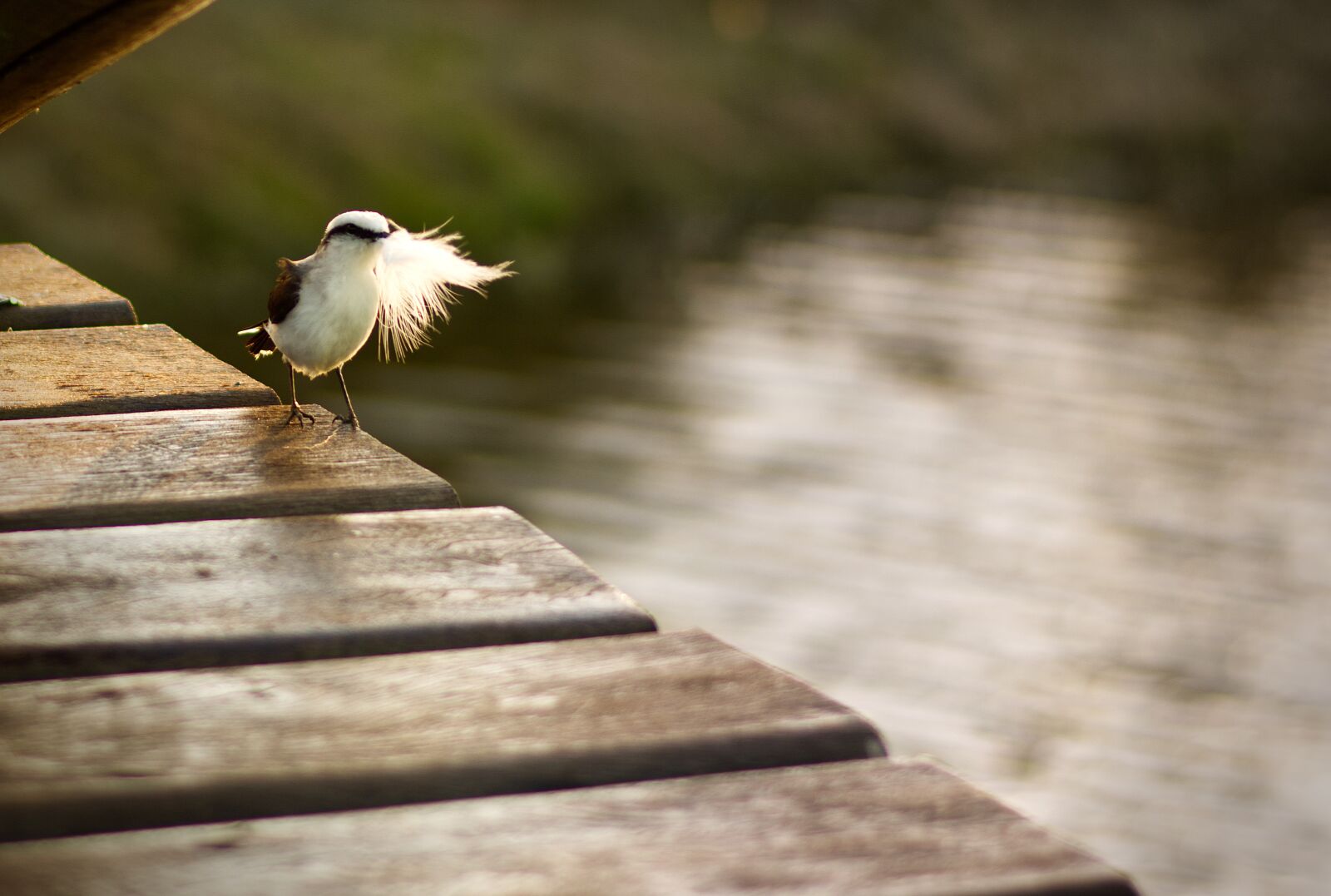 Nikon D5600 sample photo. Feather, animal, peace photography