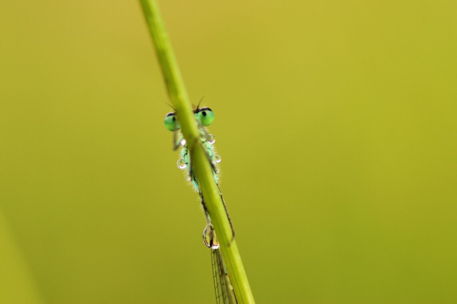 Tamron SP 90mm F2.8 Di VC USD 1:1 Macro sample photo. Spring dragonfly, dragonfly, insect photography