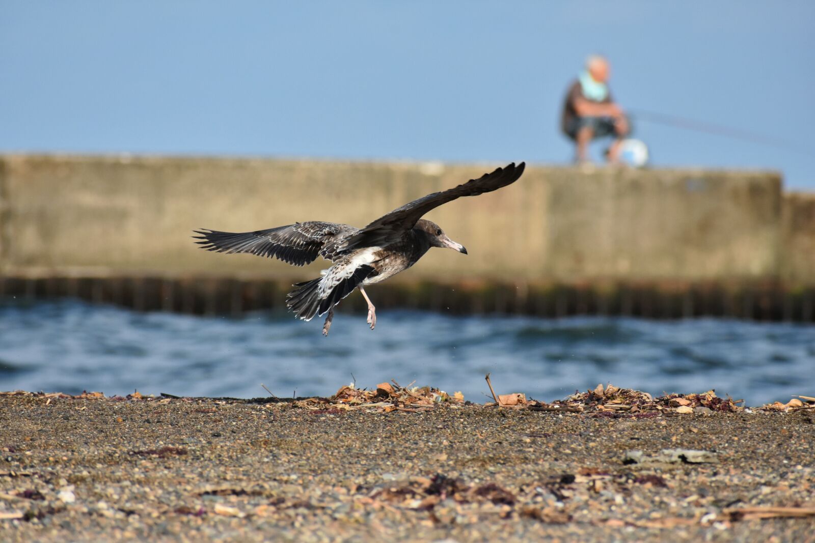 Nikon D7200 sample photo. Animal, sea, beach photography