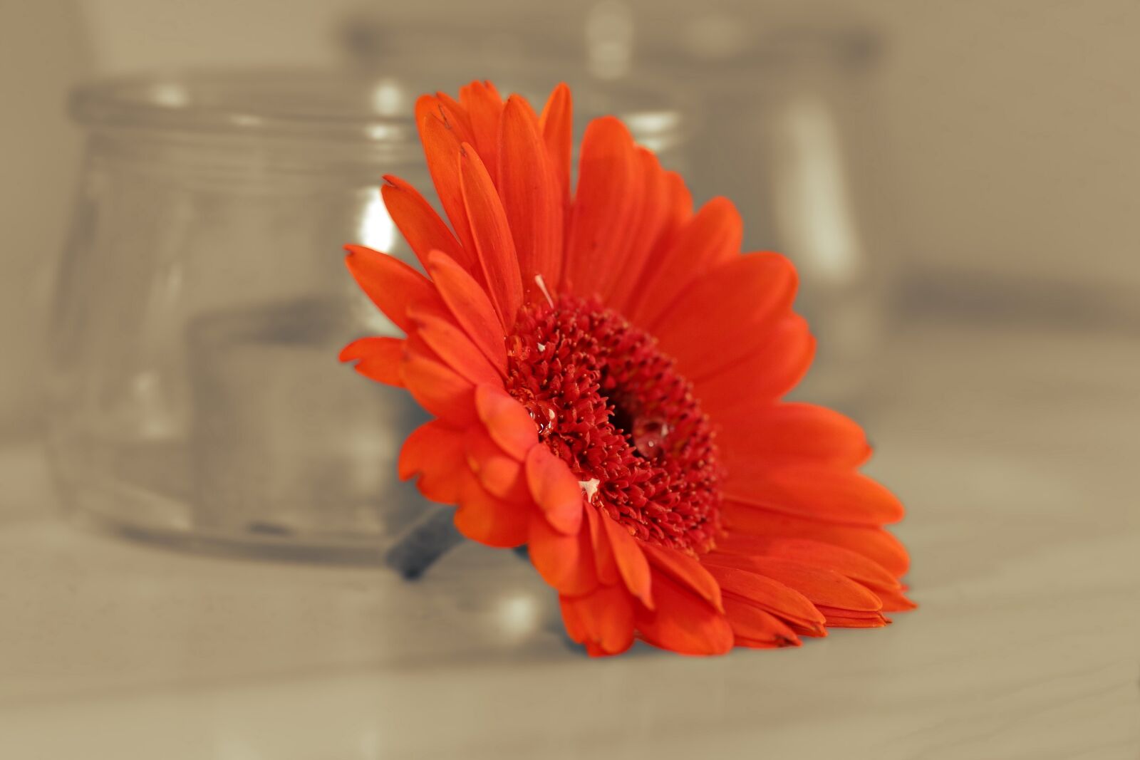 Canon EOS 80D sample photo. Gerbera, flower, blossom photography