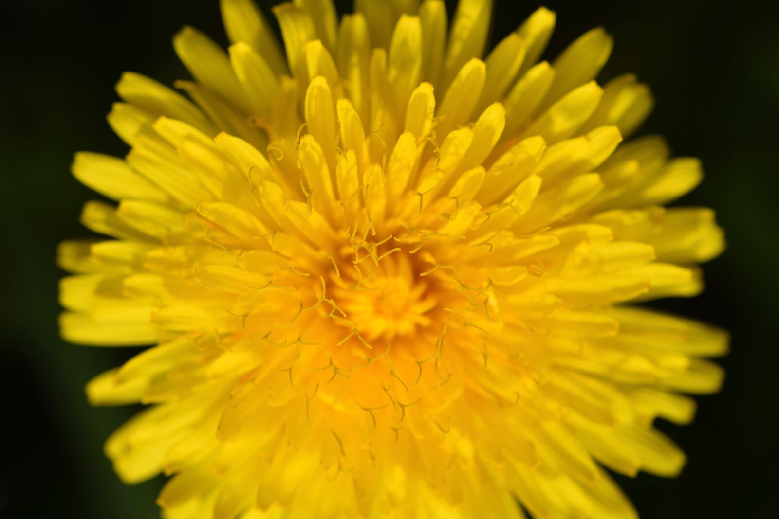 Nikon D5600 sample photo. Flower, fleur des champs photography