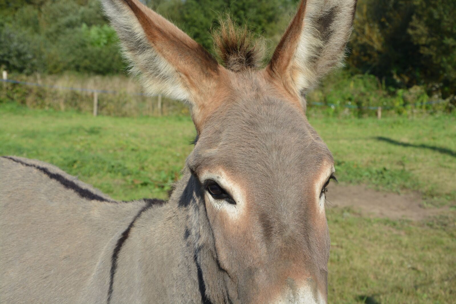 Nikon D5200 sample photo. Donkey, gray donkey cross photography