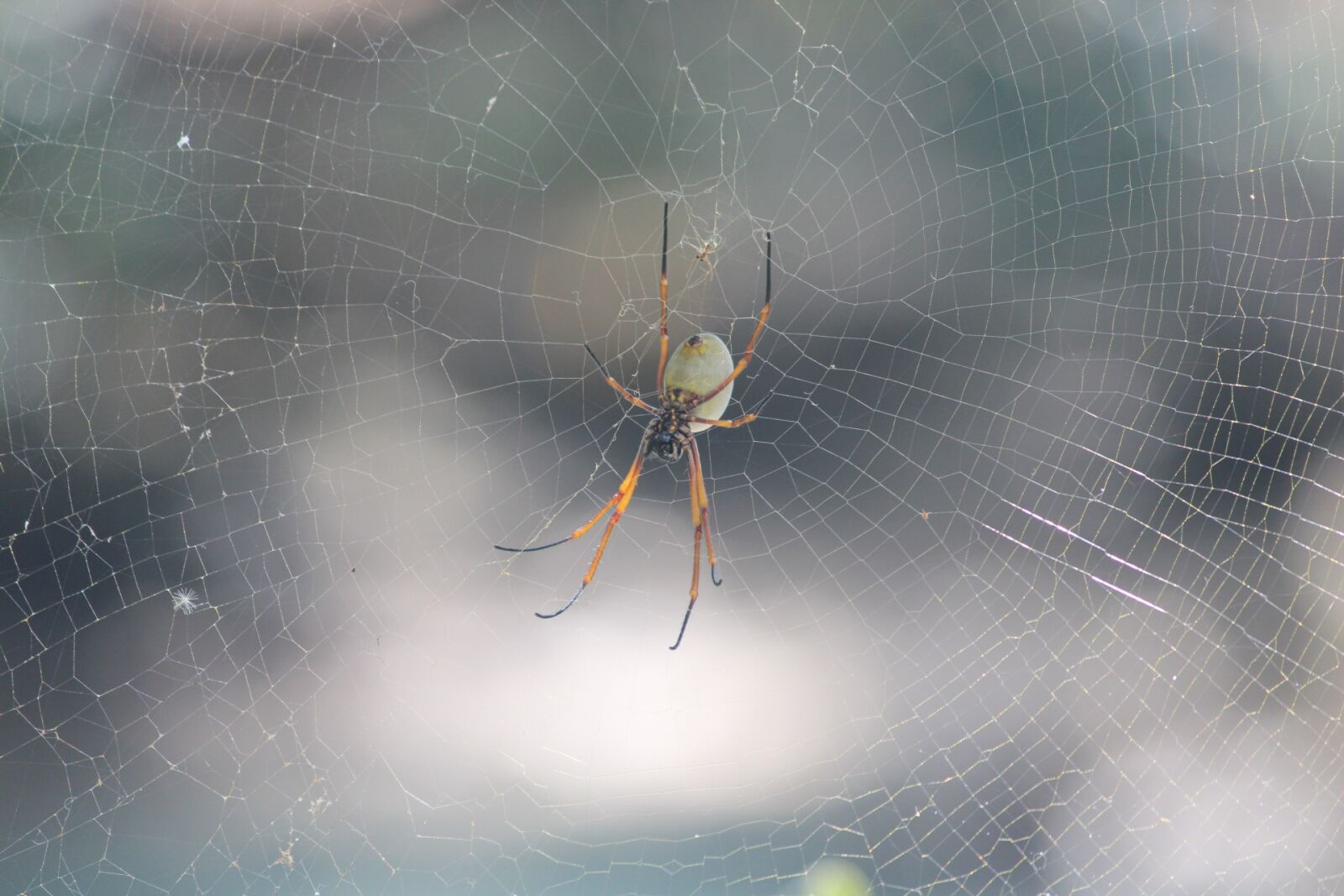Canon EOS 600D (Rebel EOS T3i / EOS Kiss X5) sample photo. Spider, web, nature photography
