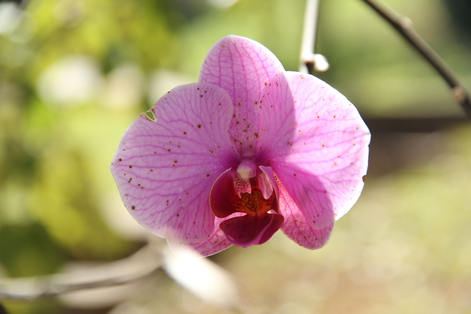 Canon EOS 550D (EOS Rebel T2i / EOS Kiss X4) sample photo. Orchid, flower, fresh photography