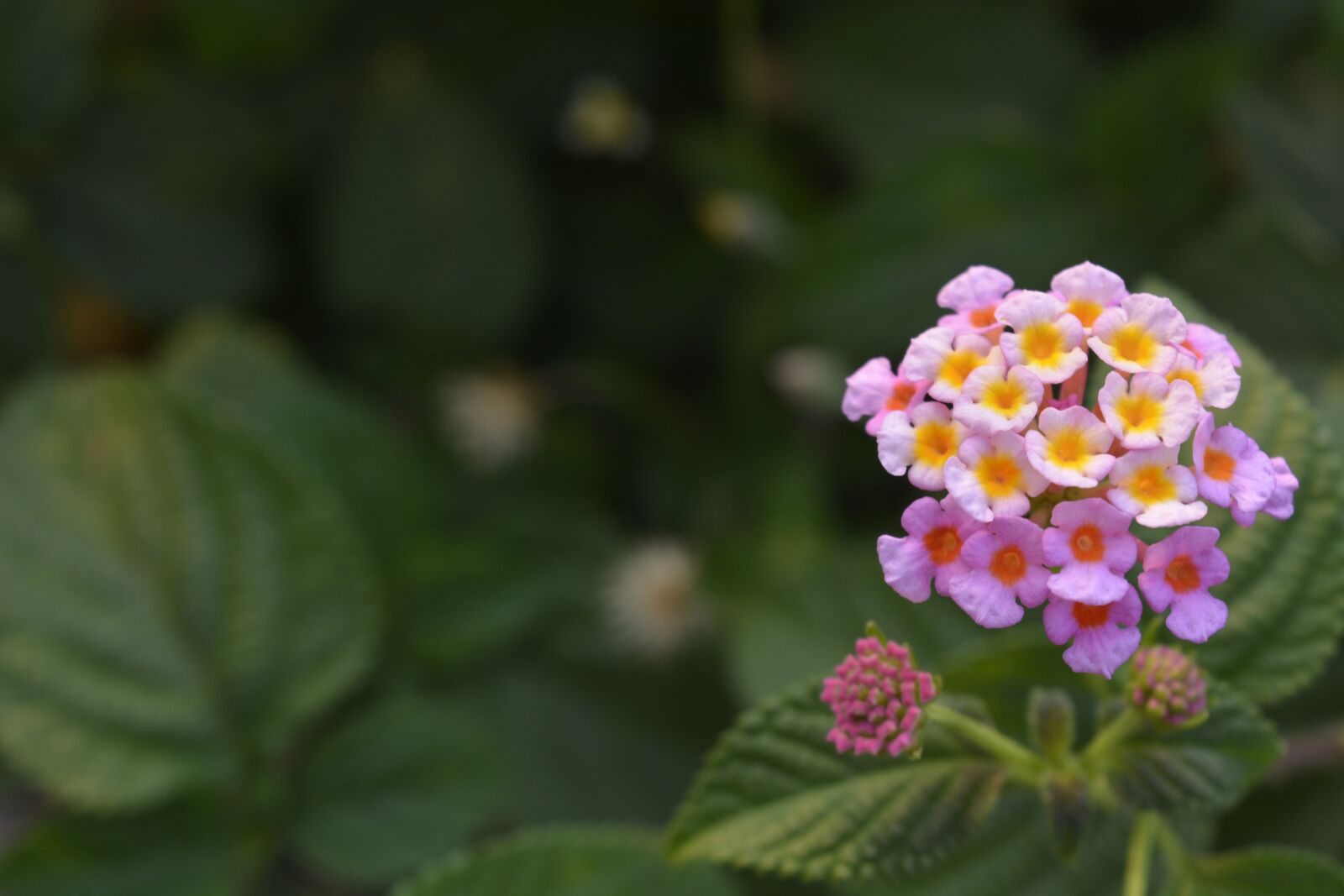 Nikon D5200 sample photo. Flower, small flowers, nature photography
