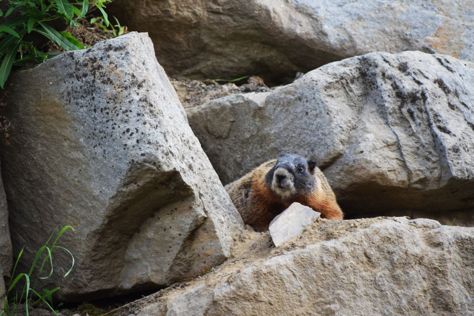 Nikon D3300 sample photo. Squirrel, animal, nature photography