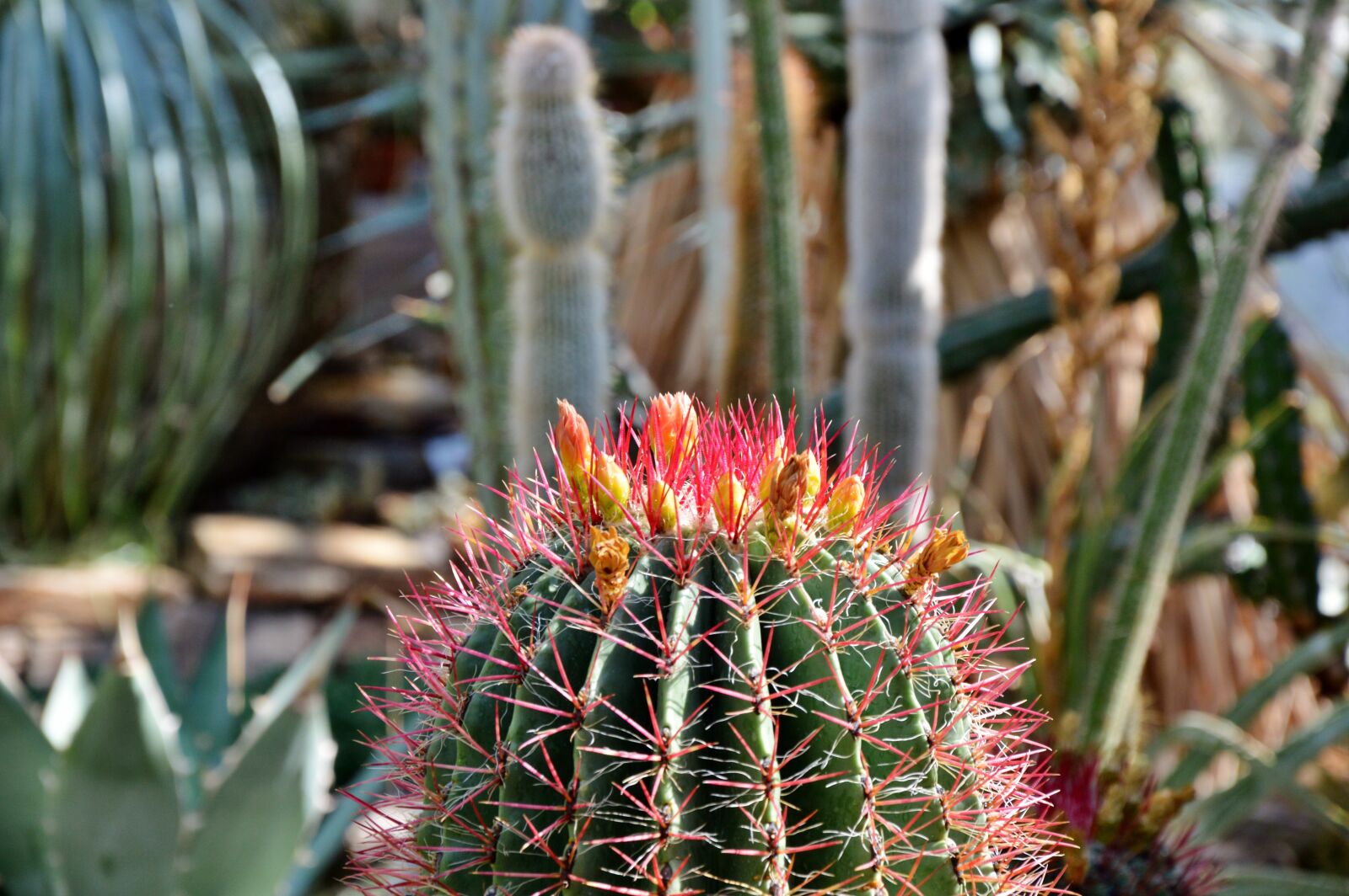 Nikon D3200 sample photo. Cactus, spur, blossom photography