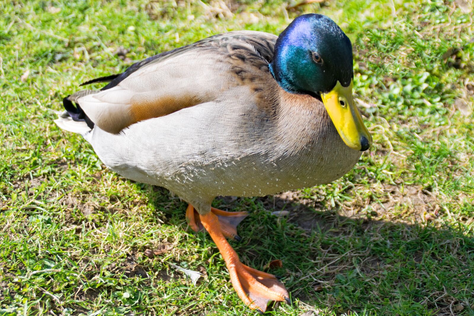 Nikon D5300 sample photo. Duck, mallard, anatidae photography