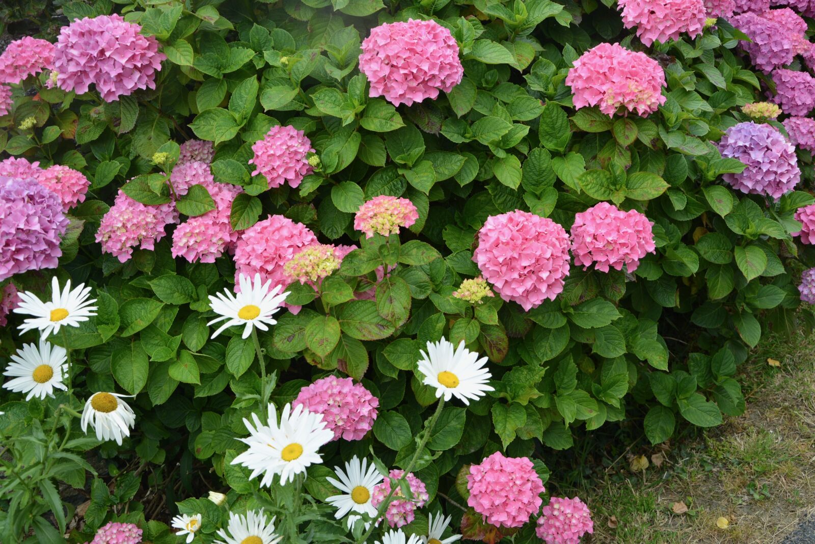 Nikon D5200 sample photo. Hydrangea, hedge, pink flowers photography