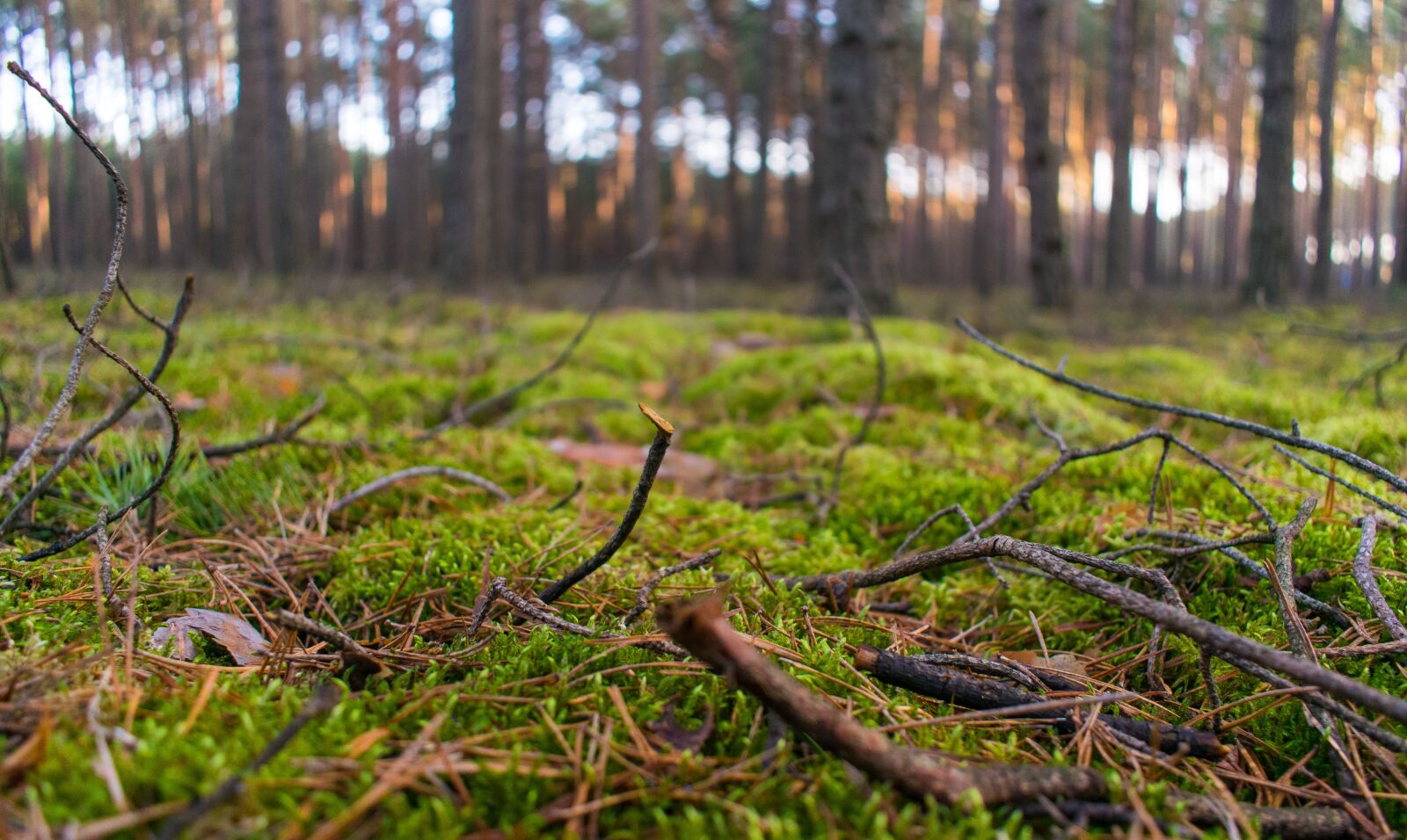 Nikon D3300 sample photo. Nature, forest, tree photography