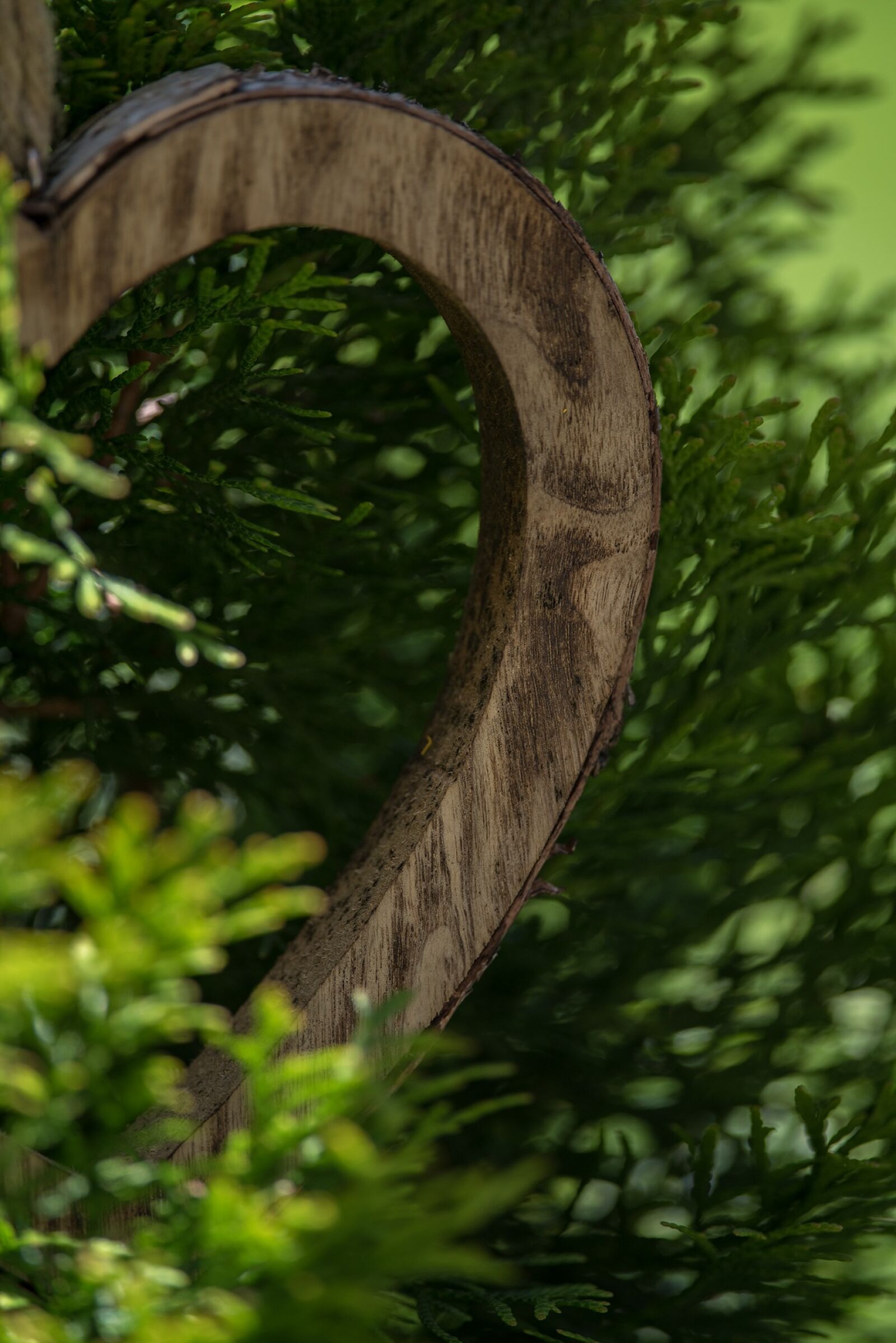 Nikon D750 sample photo. Green, wood, half wood photography