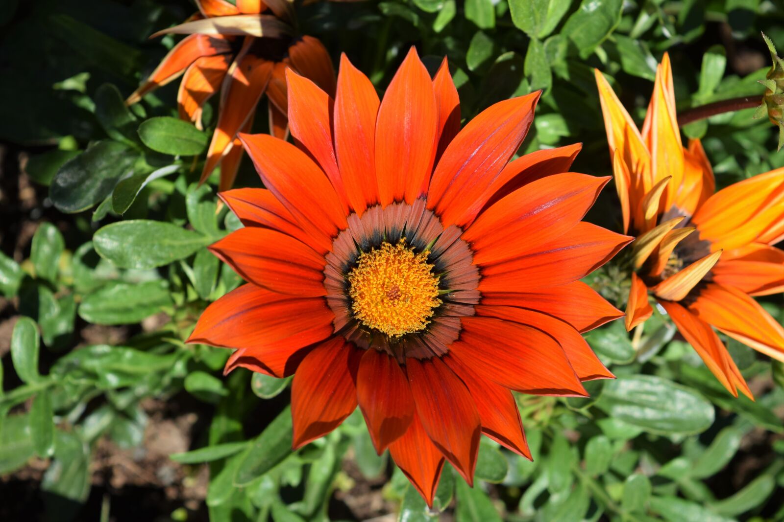 Nikon D3300 sample photo. Orange, flower, green photography