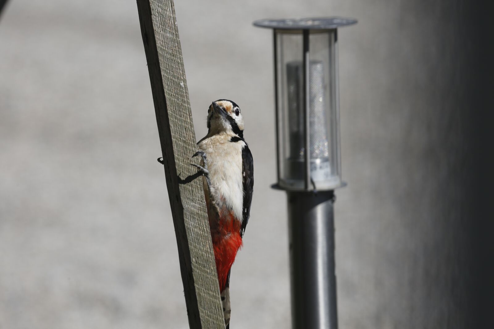 Canon EF 100-400mm F4.5-5.6L IS USM sample photo. Woodpecker, great spotted woodpecker photography