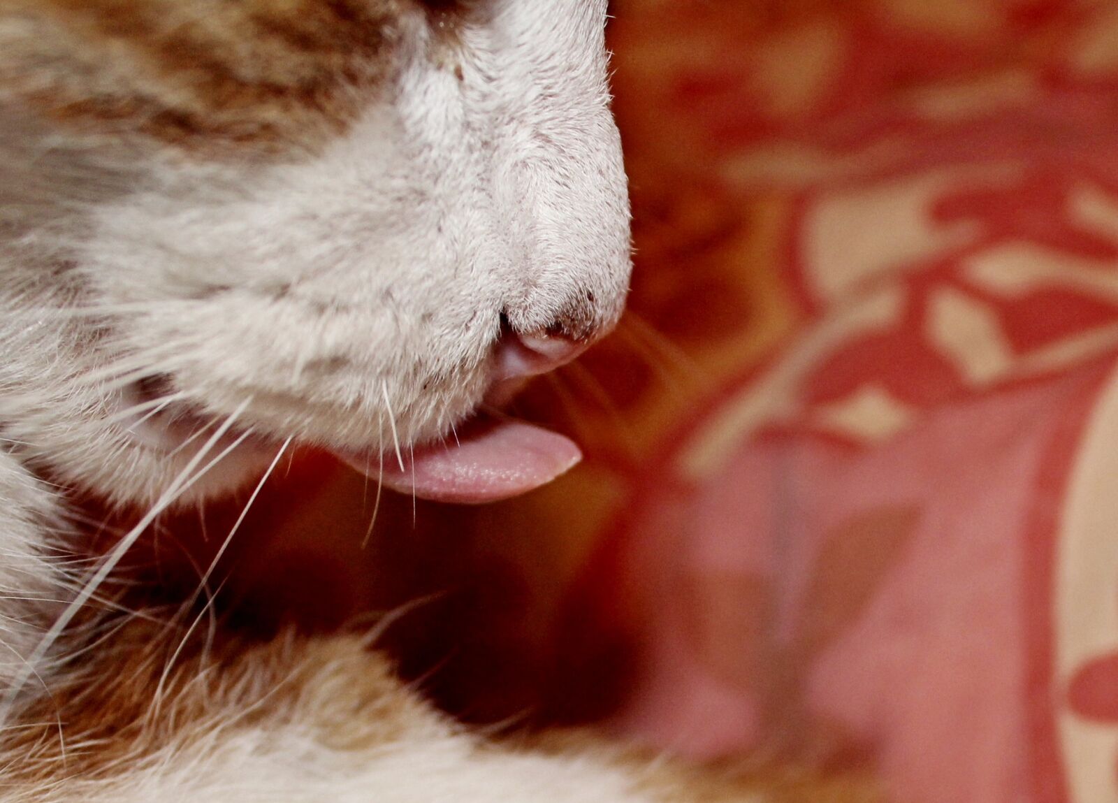 Canon EOS 1200D (EOS Rebel T5 / EOS Kiss X70 / EOS Hi) sample photo. Cat, animal, cute photography