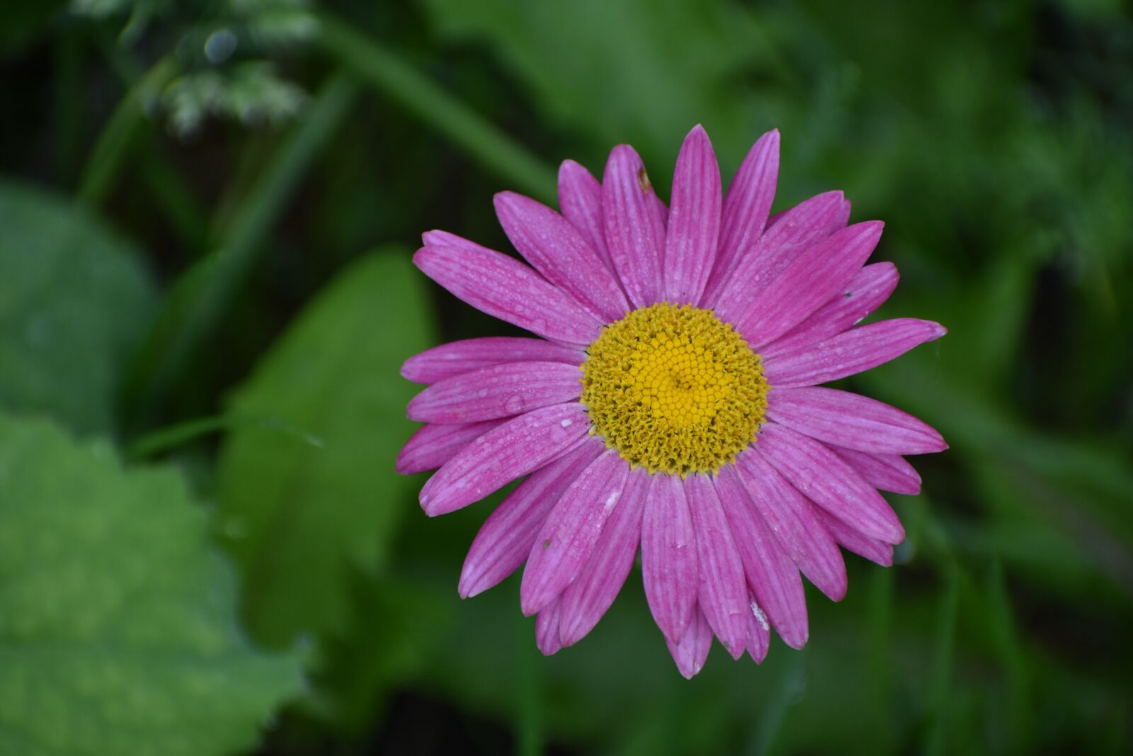 Nikon D3400 sample photo. Flower, beautiful, bloom photography