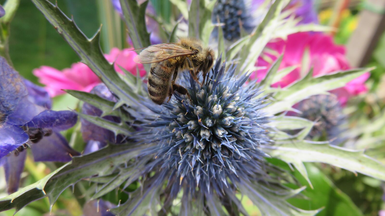 Canon PowerShot SX700 HS sample photo. Thistle, bee, flower photography