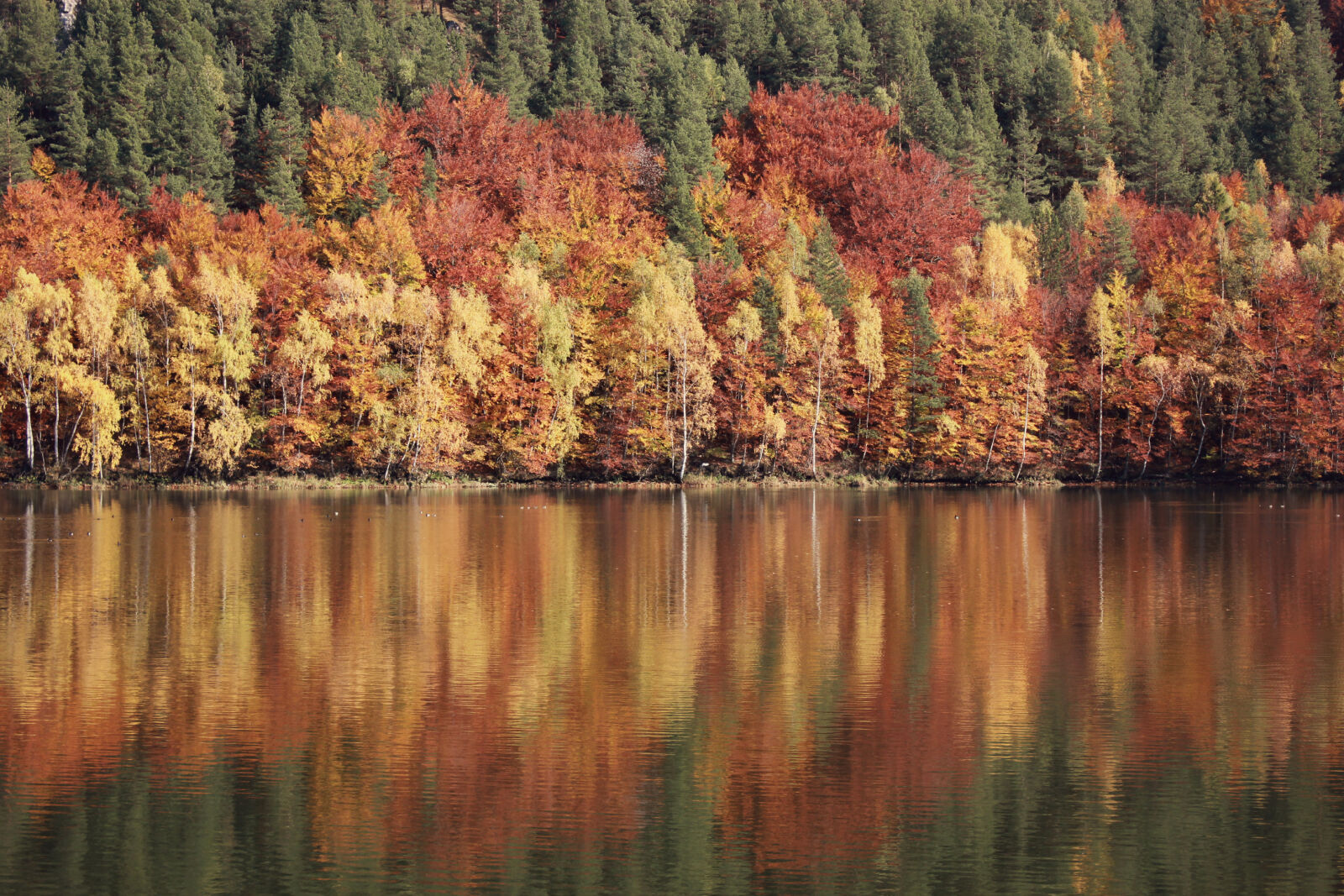 Canon EOS 600D (Rebel EOS T3i / EOS Kiss X5) sample photo. Autumn, daylight, fall, forest photography