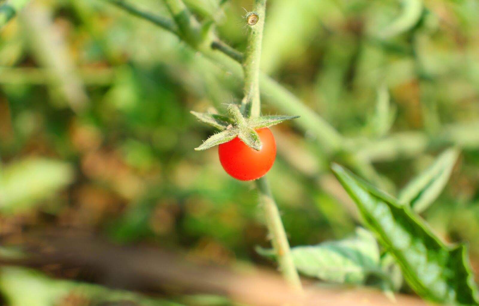 Canon EOS 60D sample photo. Stuff, green, salad photography