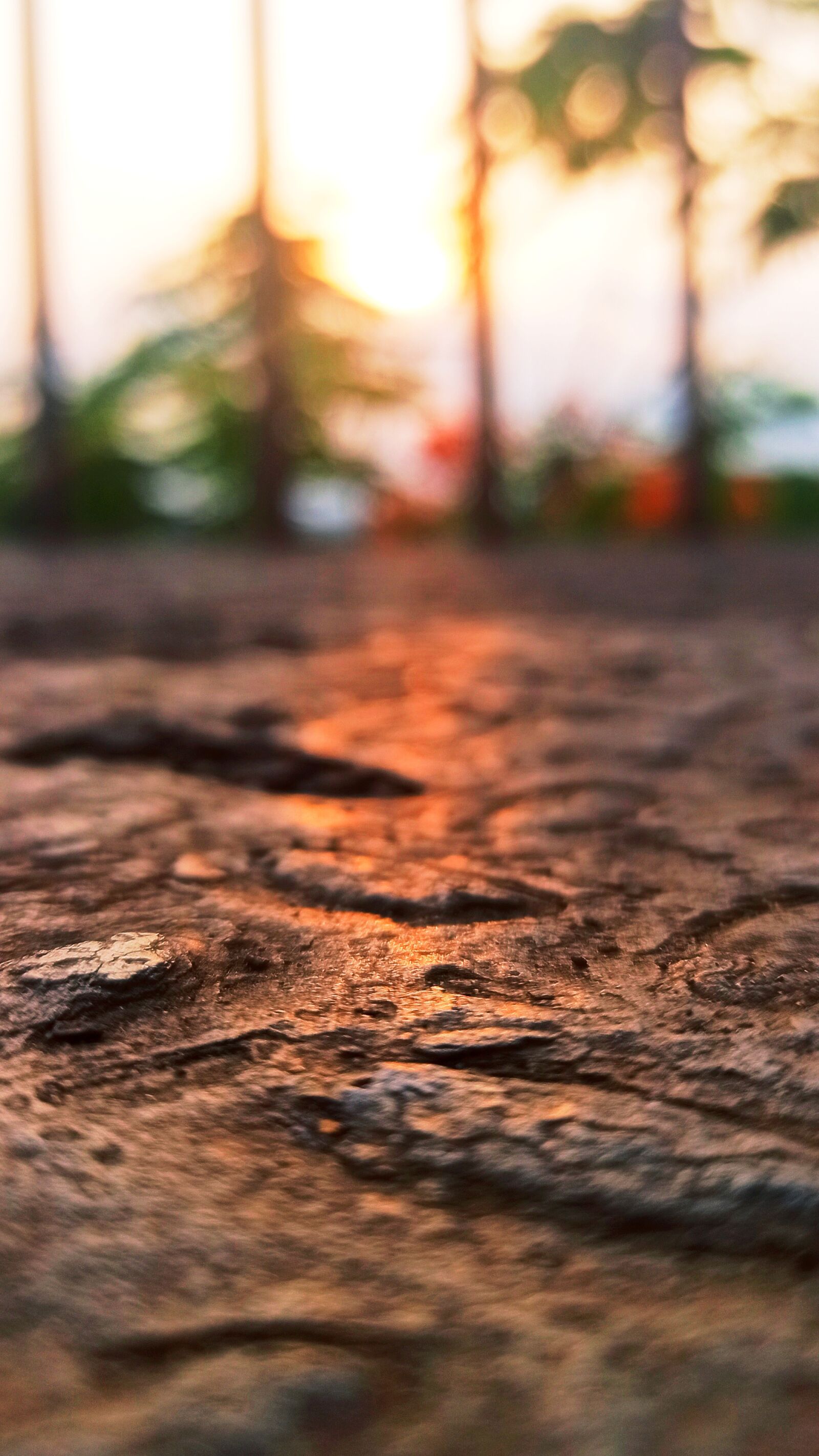 Xiaomi Redmi Note 8 Pro sample photo. Focus, sunlight, blur photography