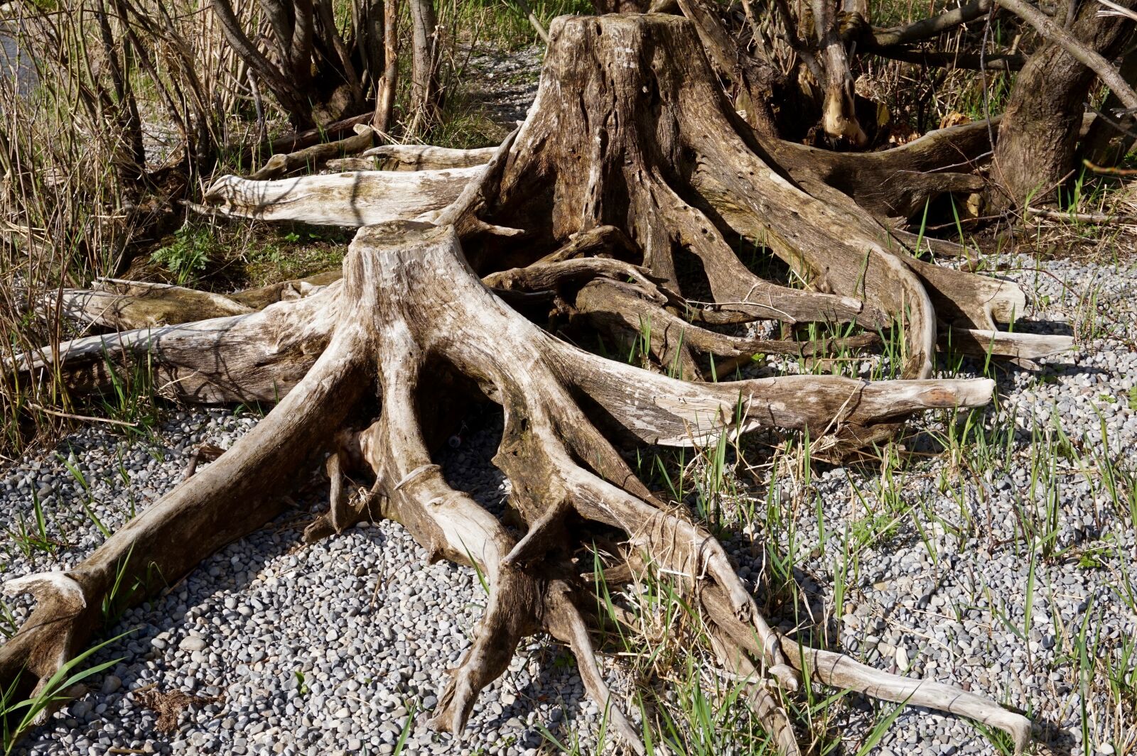 Sony Alpha a5000 (ILCE 5000) sample photo. Tree, nature, wood photography
