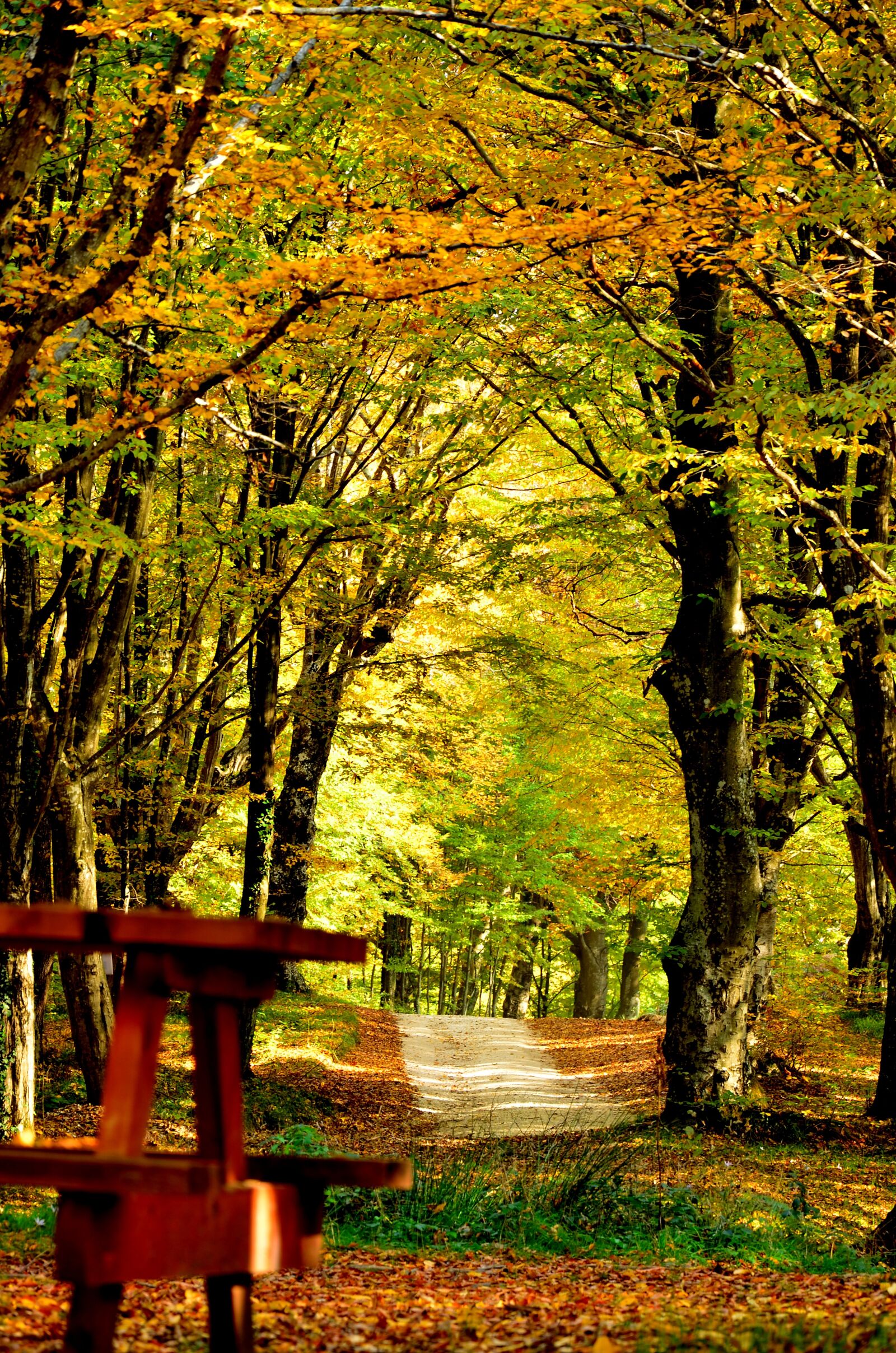 Nikon D5100 sample photo. Autumn, nature, landscape photography