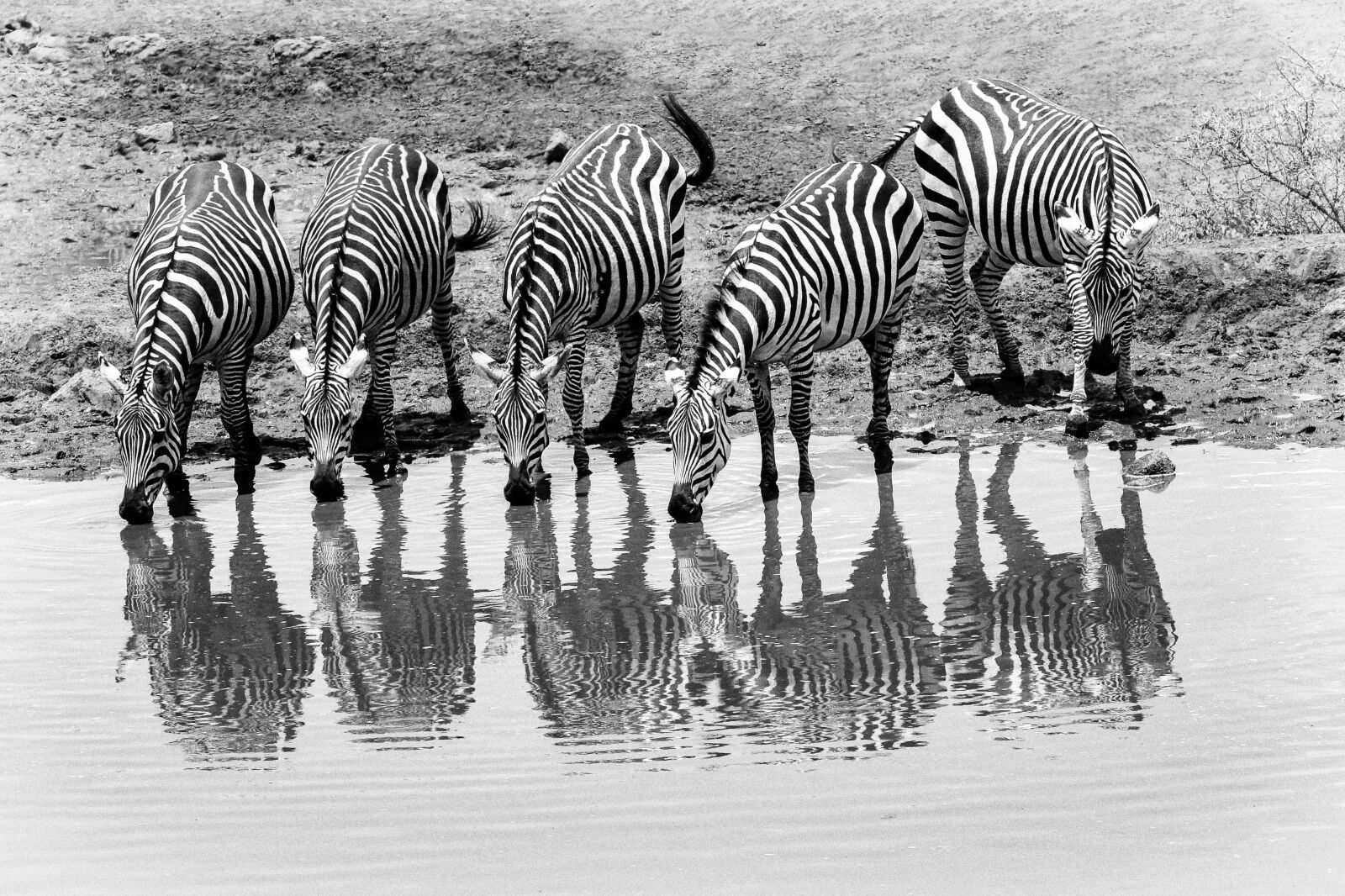 Canon EOS 80D sample photo. Africa, kenya, safari photography
