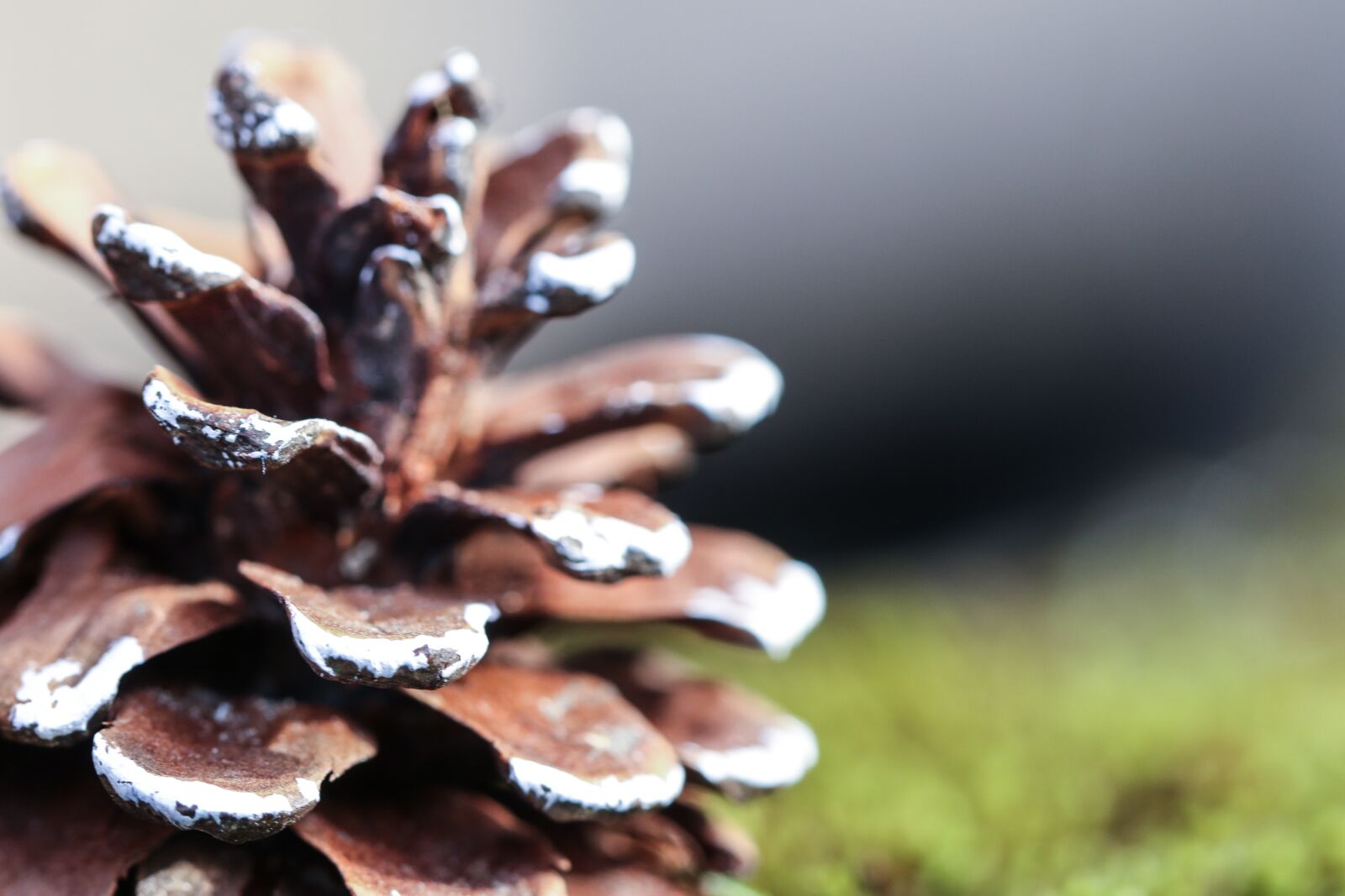 Canon EOS 7D Mark II sample photo. Pinecone, nature, cone photography